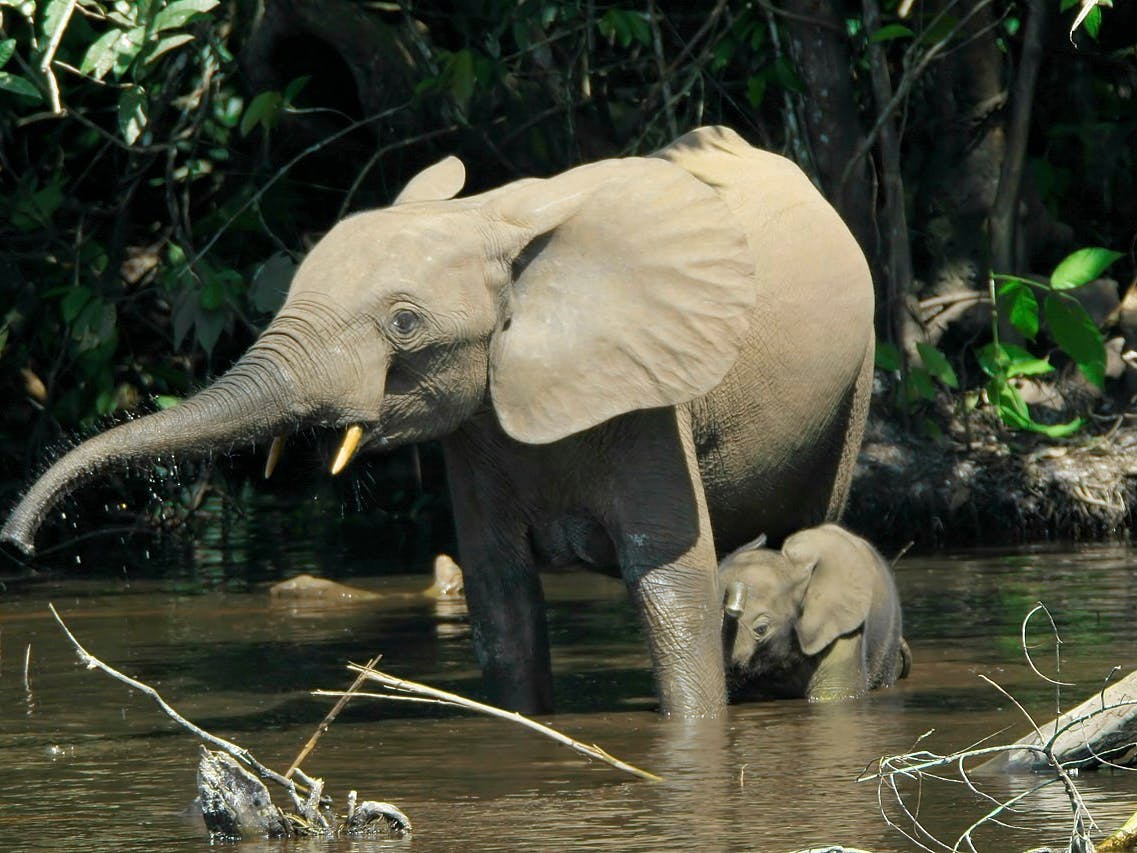 elefant i flod