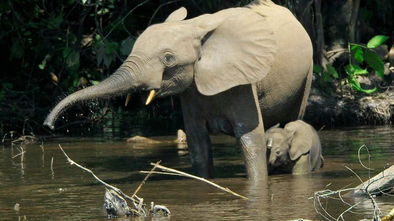 elefant i flod