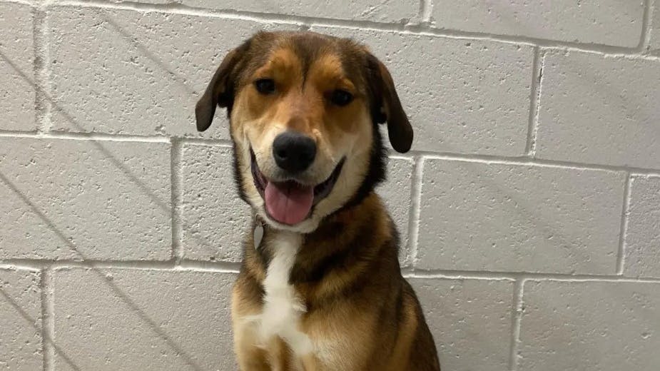 Hunden Bailey på internat
