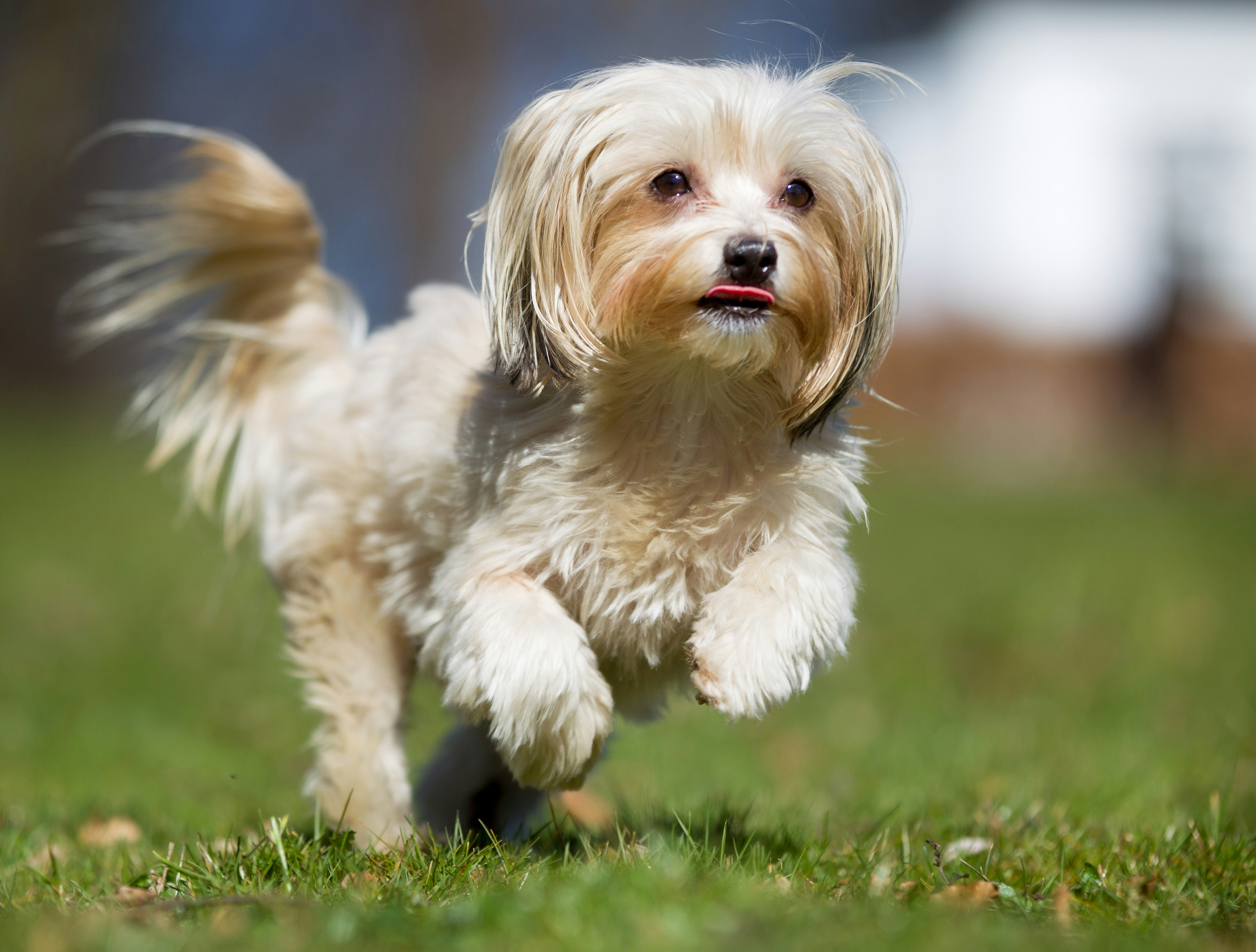 Bichon Havanais hund