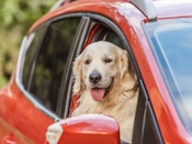 Hund i bil 