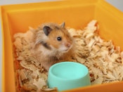 Sød hamster sidder i sin kasse og ser på en tom madskål