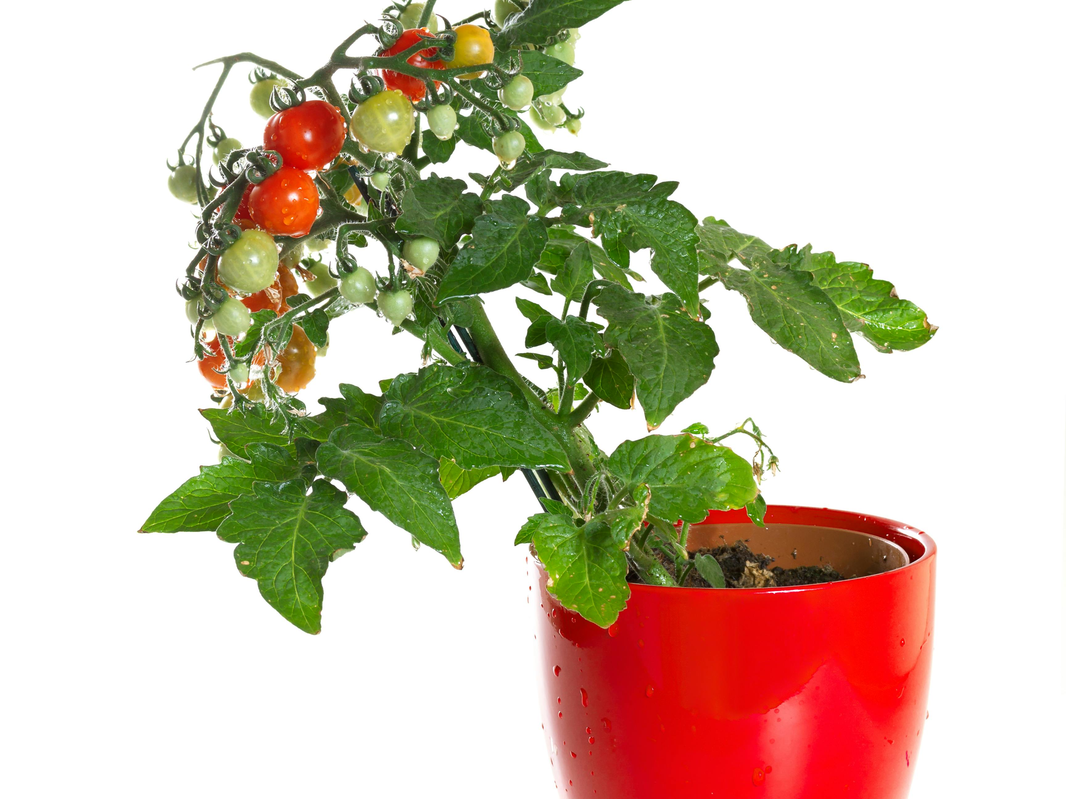 Tomatplante