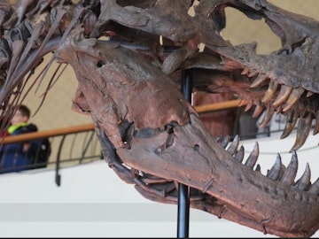 Skelet fra T-Rex