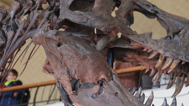 Skelet fra T-Rex
