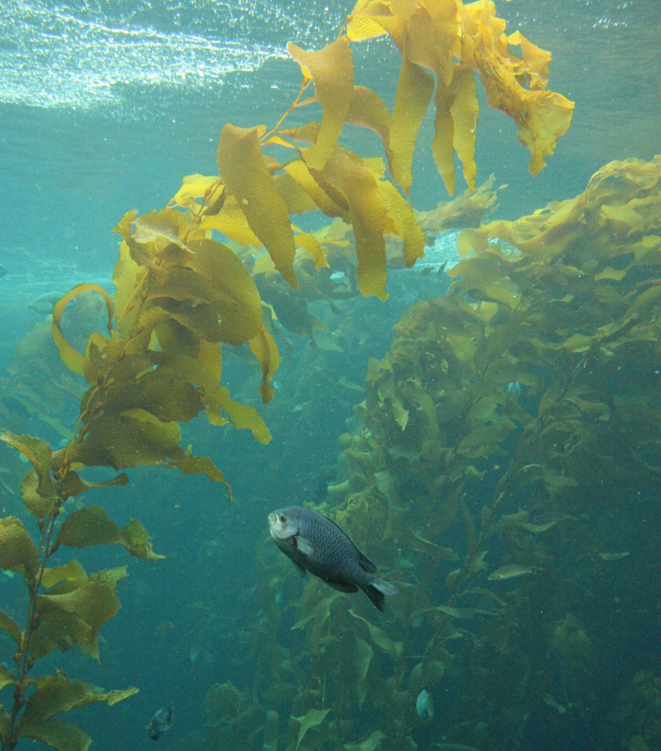 Jomfrufisk i en kelp-skov i vandet udfor Californien.