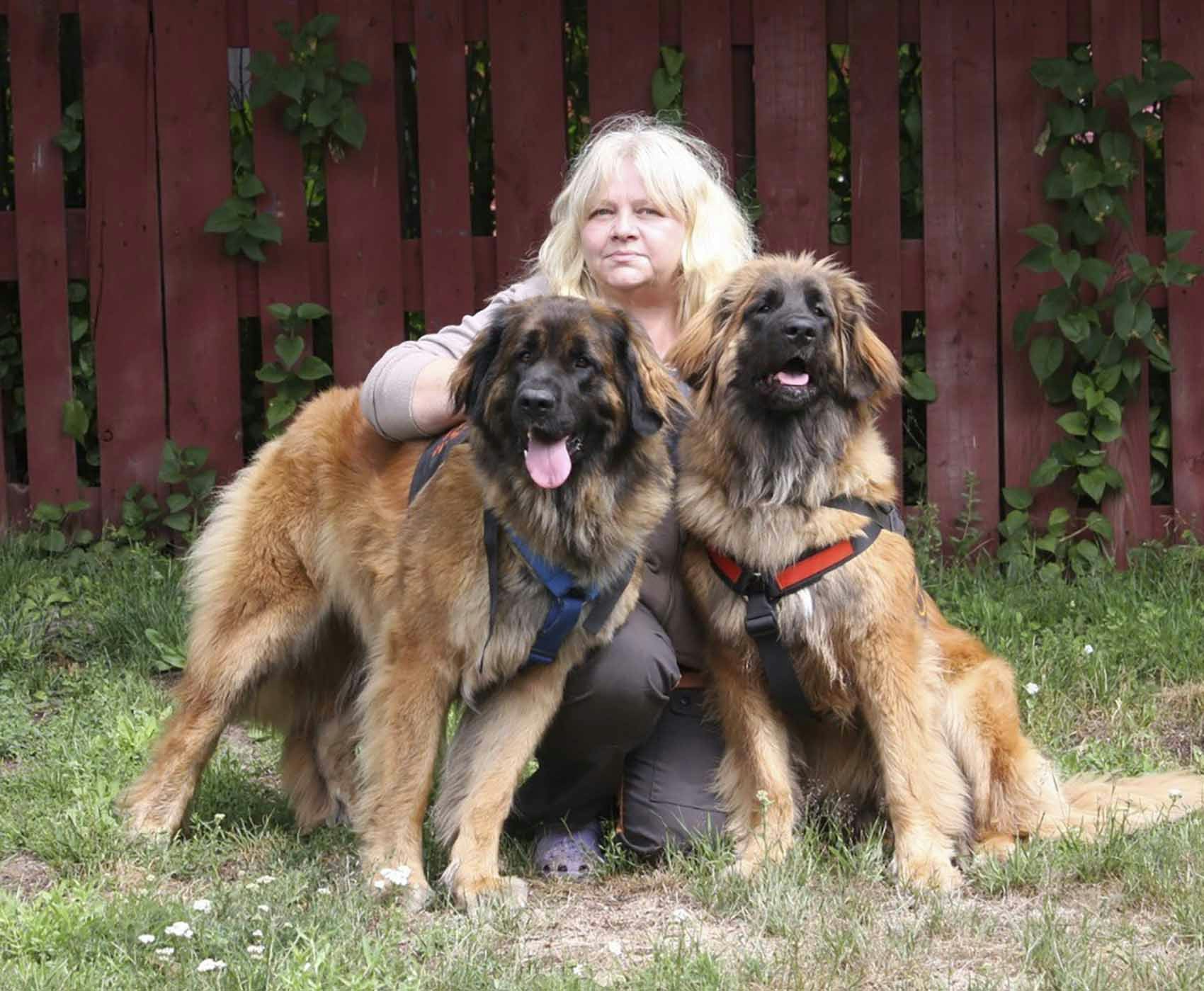 Hund redder katten Louie