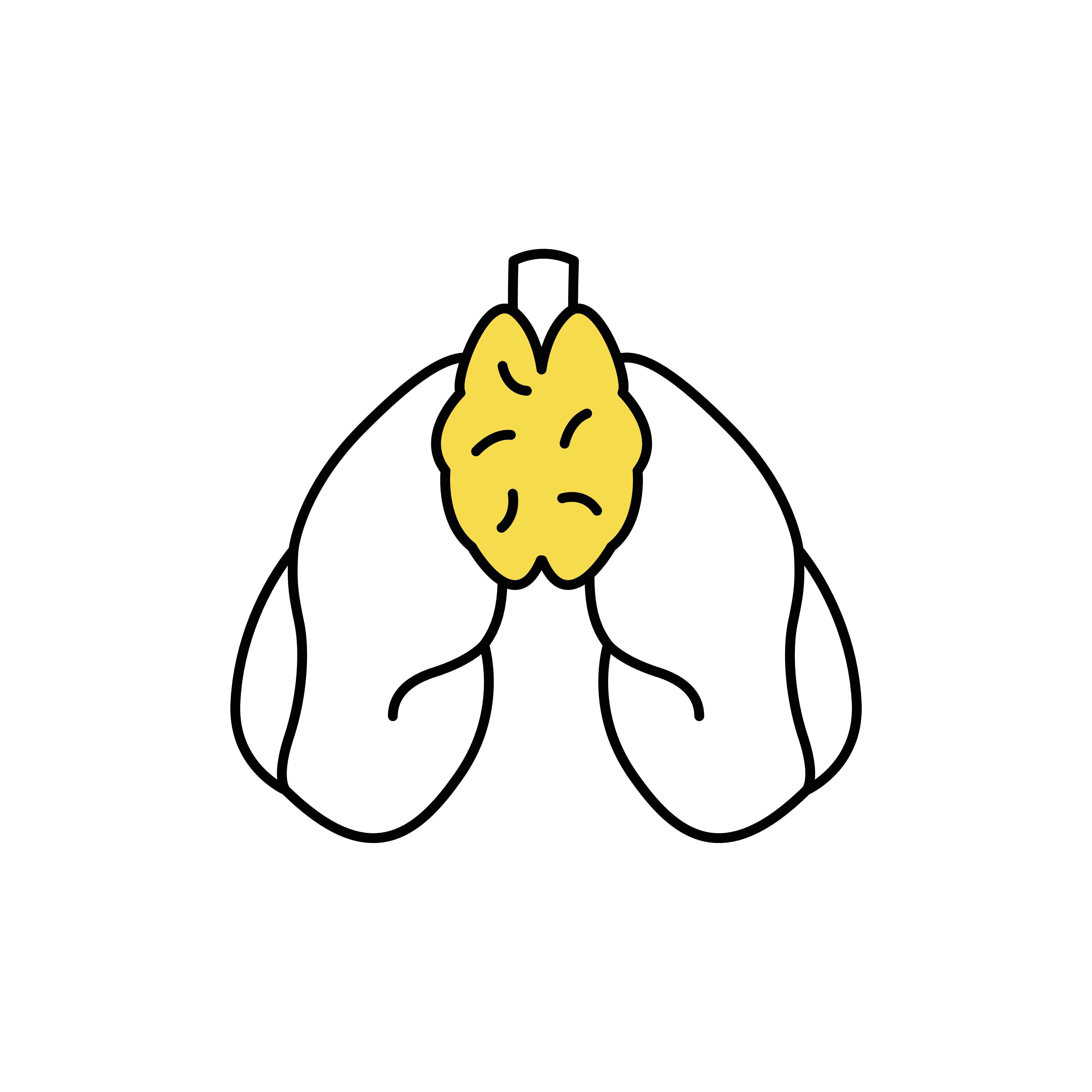 Organet thymus også kaldet brislen
