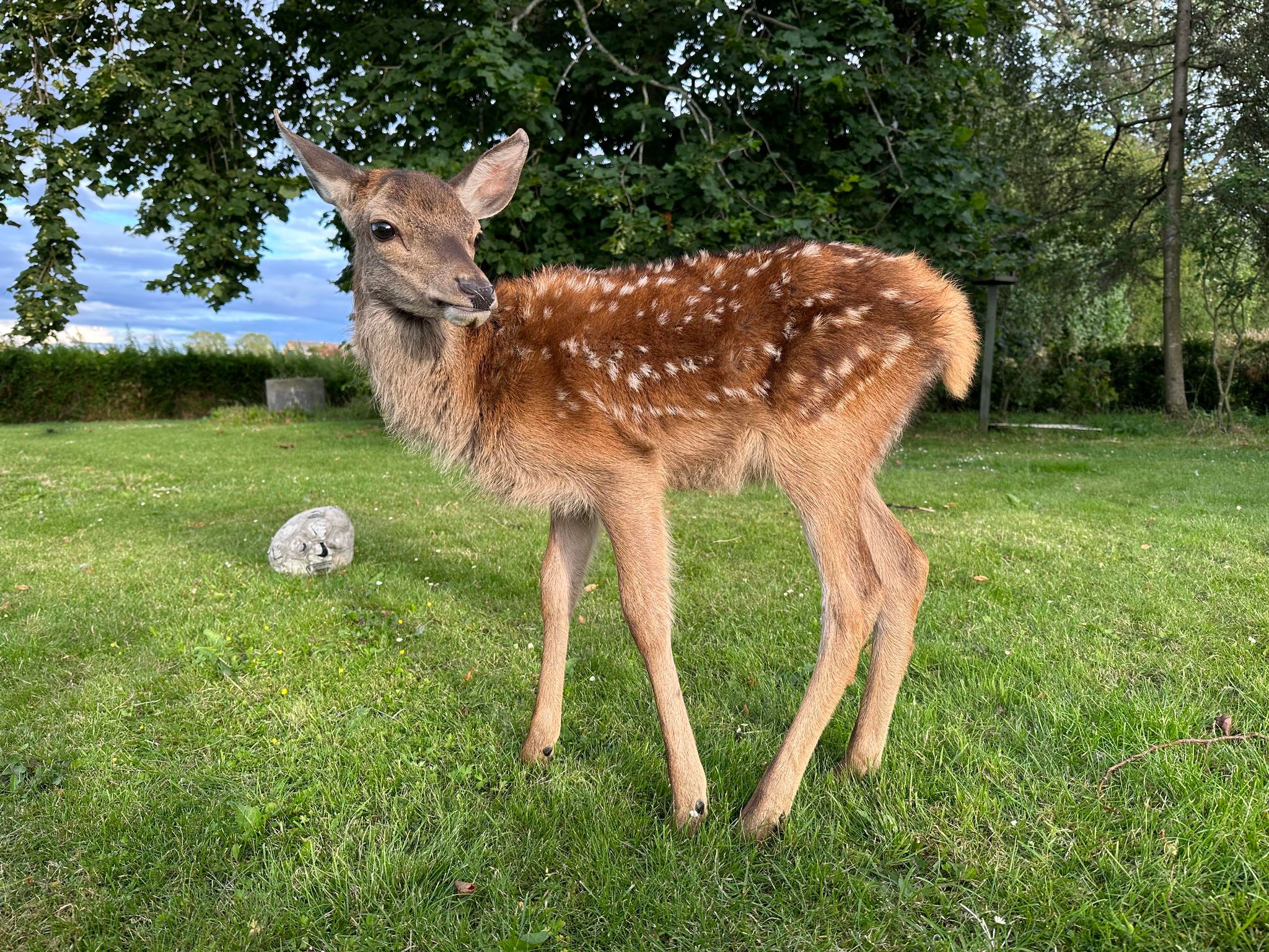 Dådyret Perle blev opflasket af Nadia Reiman Jensen
