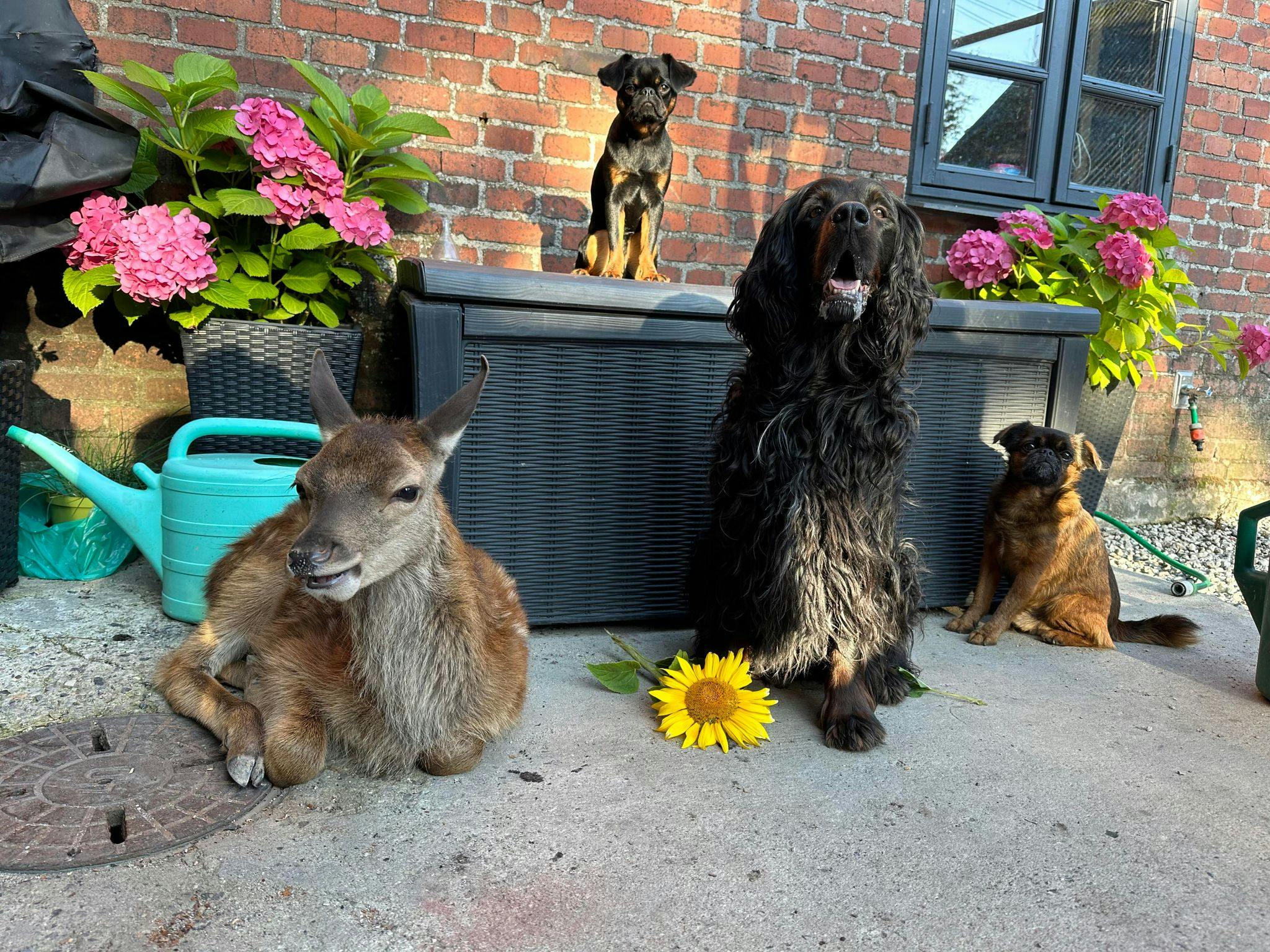 Dådyret Perle ligger sammen med Nadias tre hunde