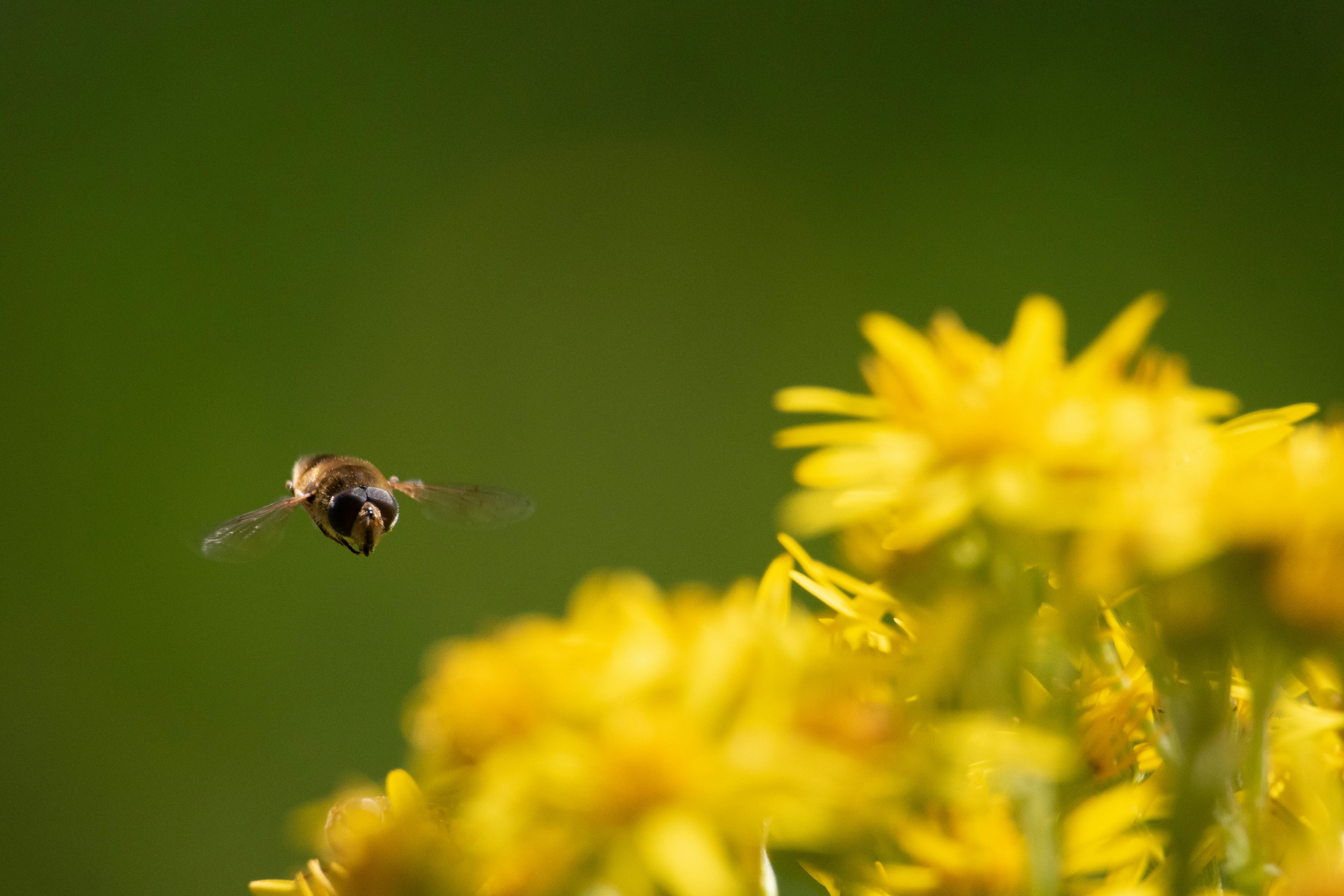 Svirreflue bestøver en blomst