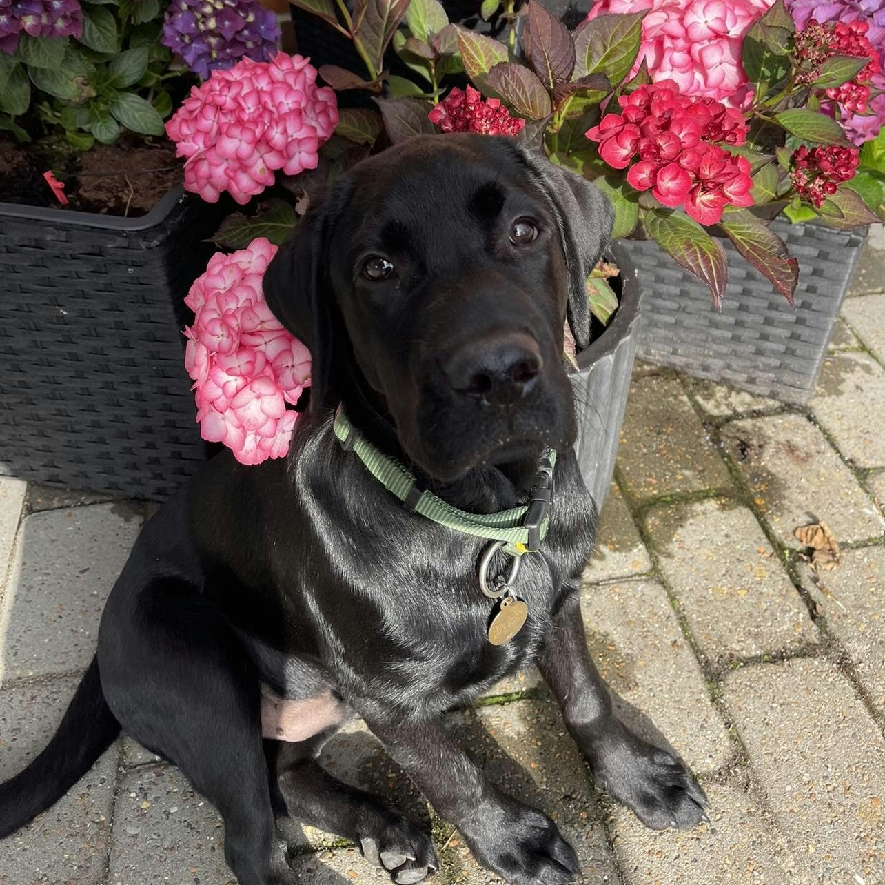 Hunden Basse