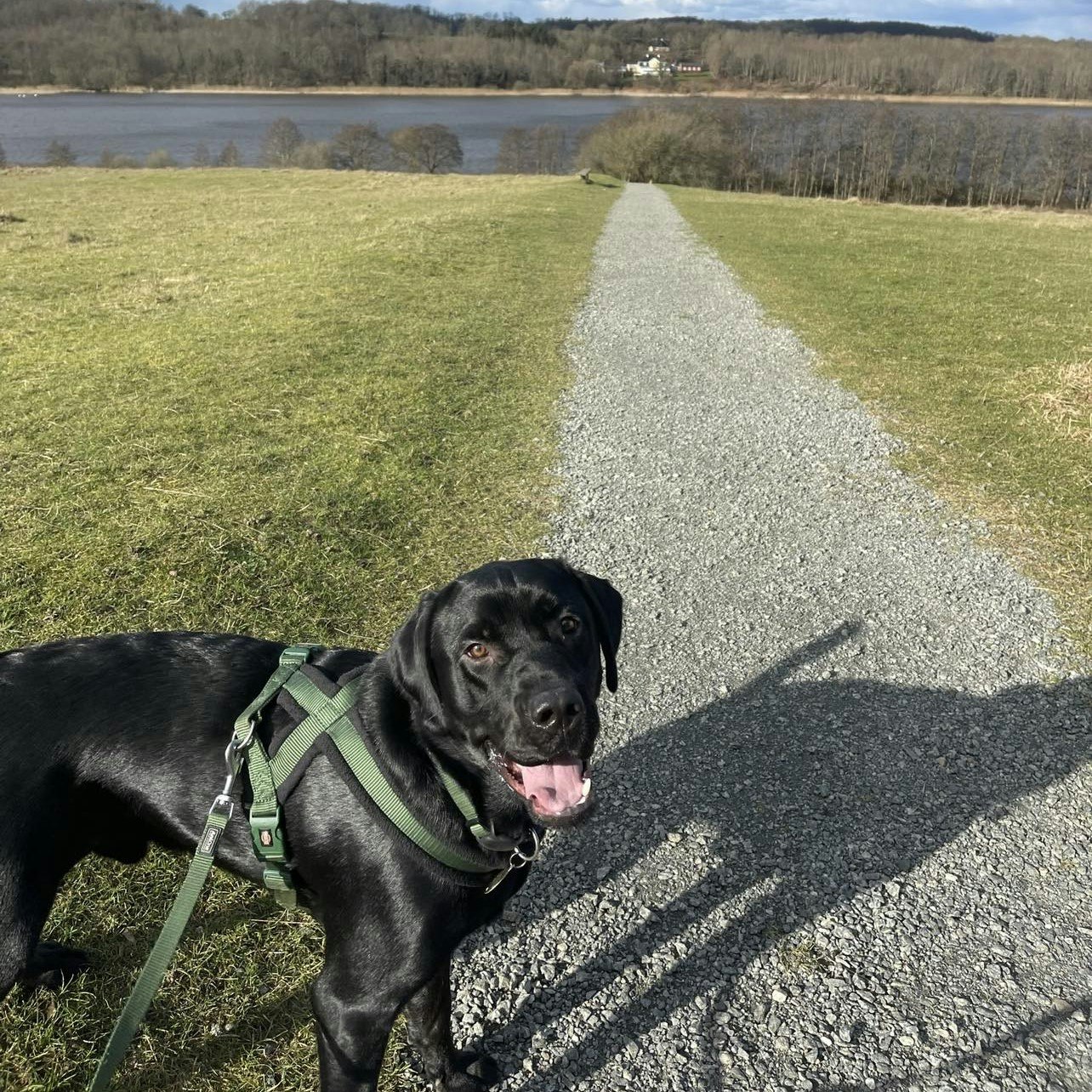 Hunden Basse