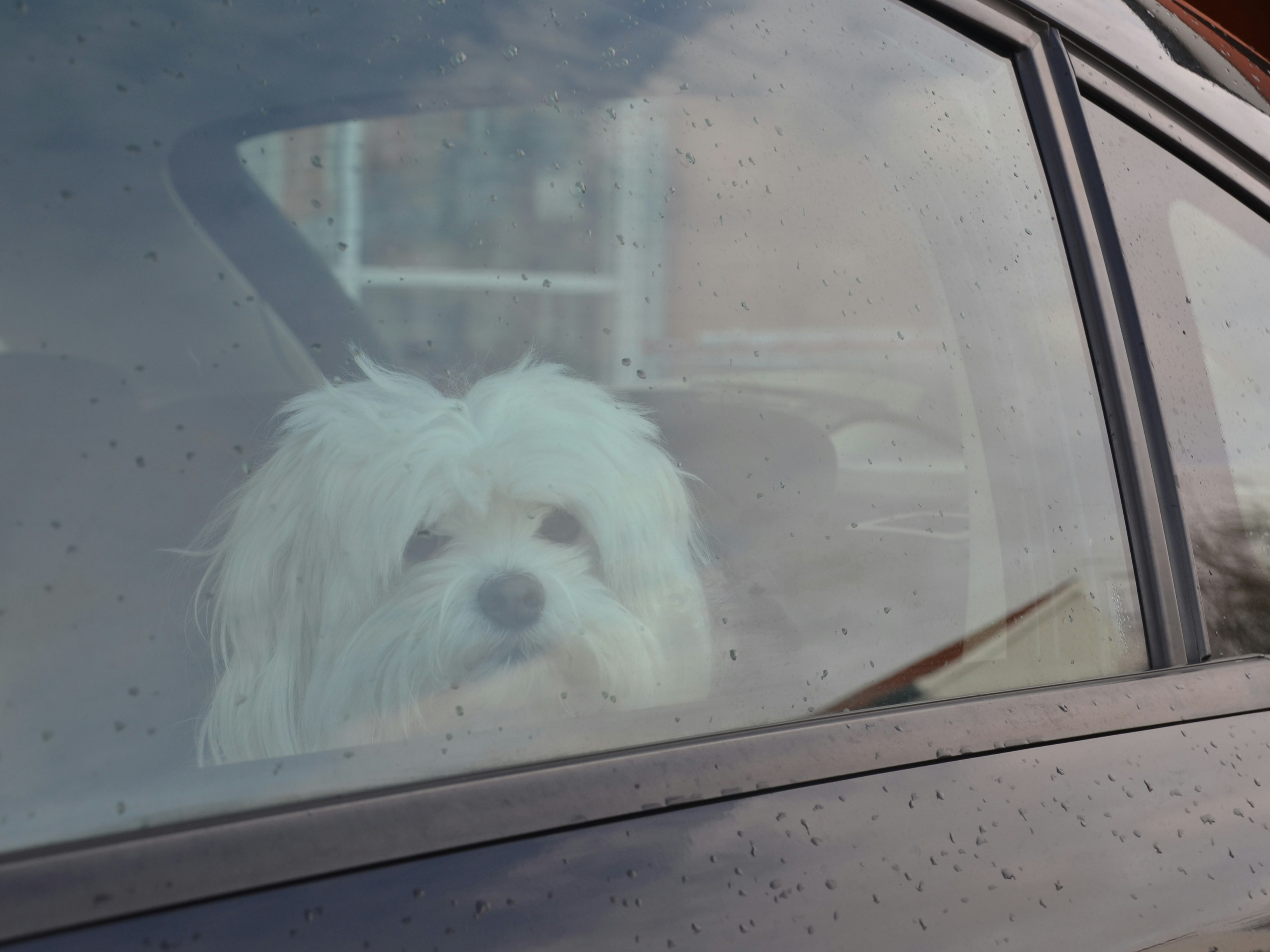 Hund i bil