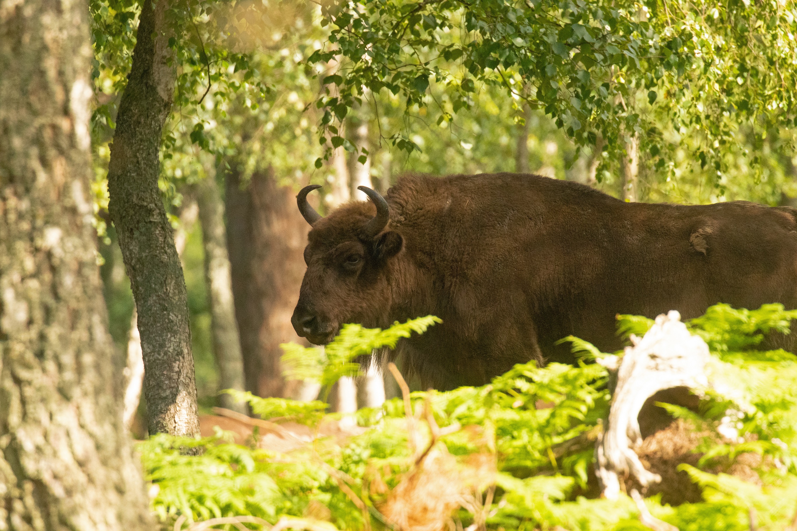 Bison i skovkrat