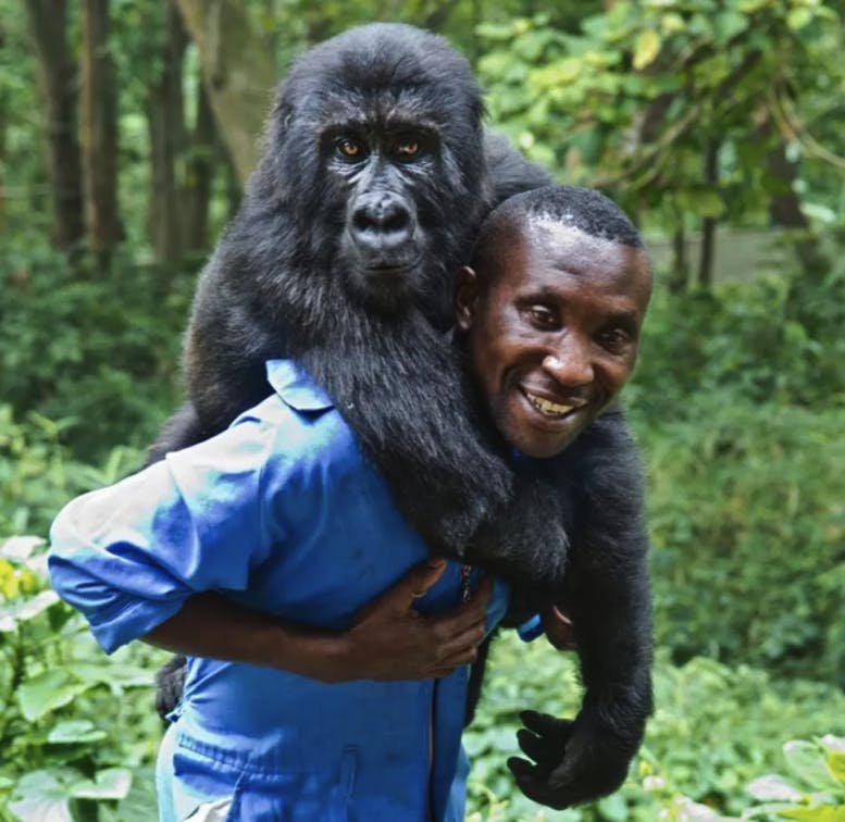 Gorillaen Ndakasi og Andre Bauma