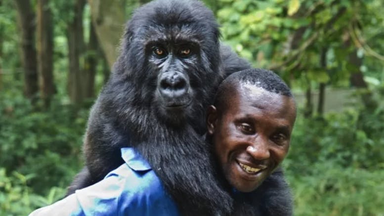 Gorillaen Ndakasi og Andre Bauma