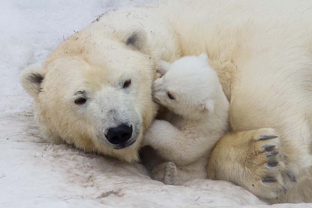 Isbjørn med sin unge