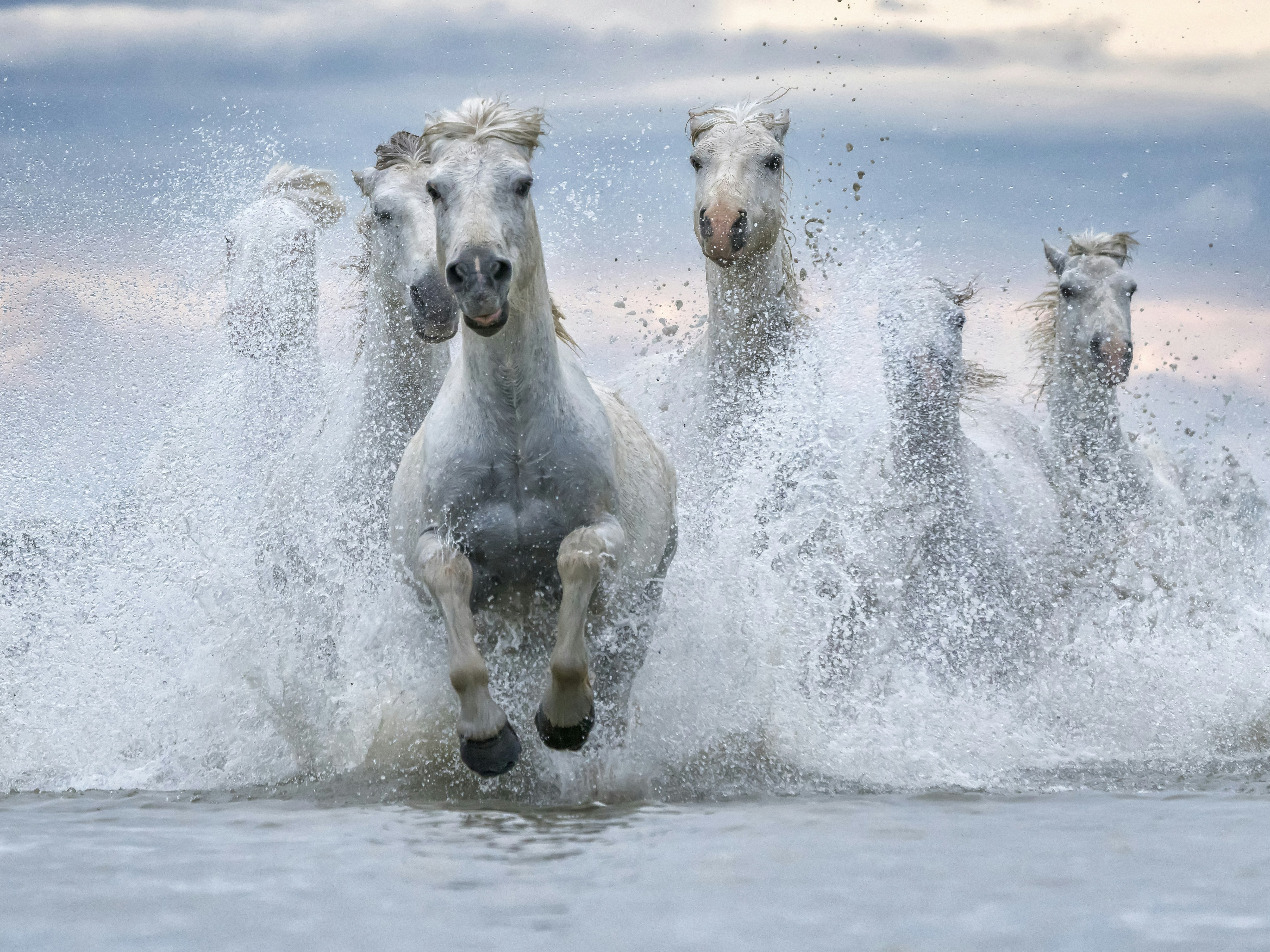 Vilde heste i vand