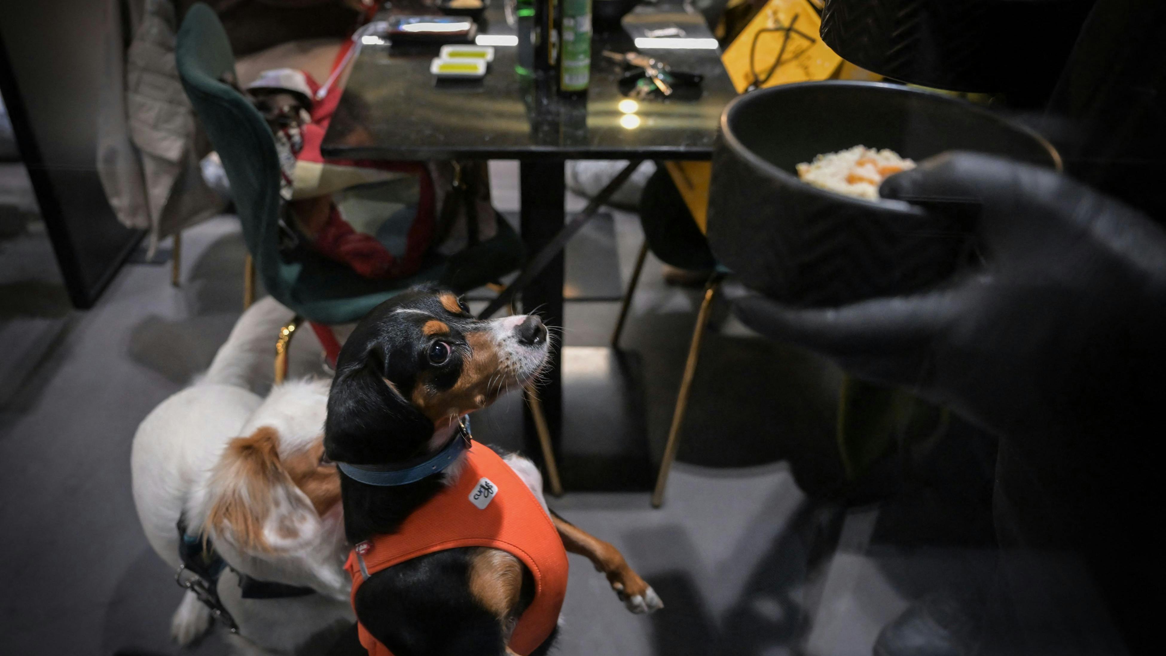 Hunde på restaurant