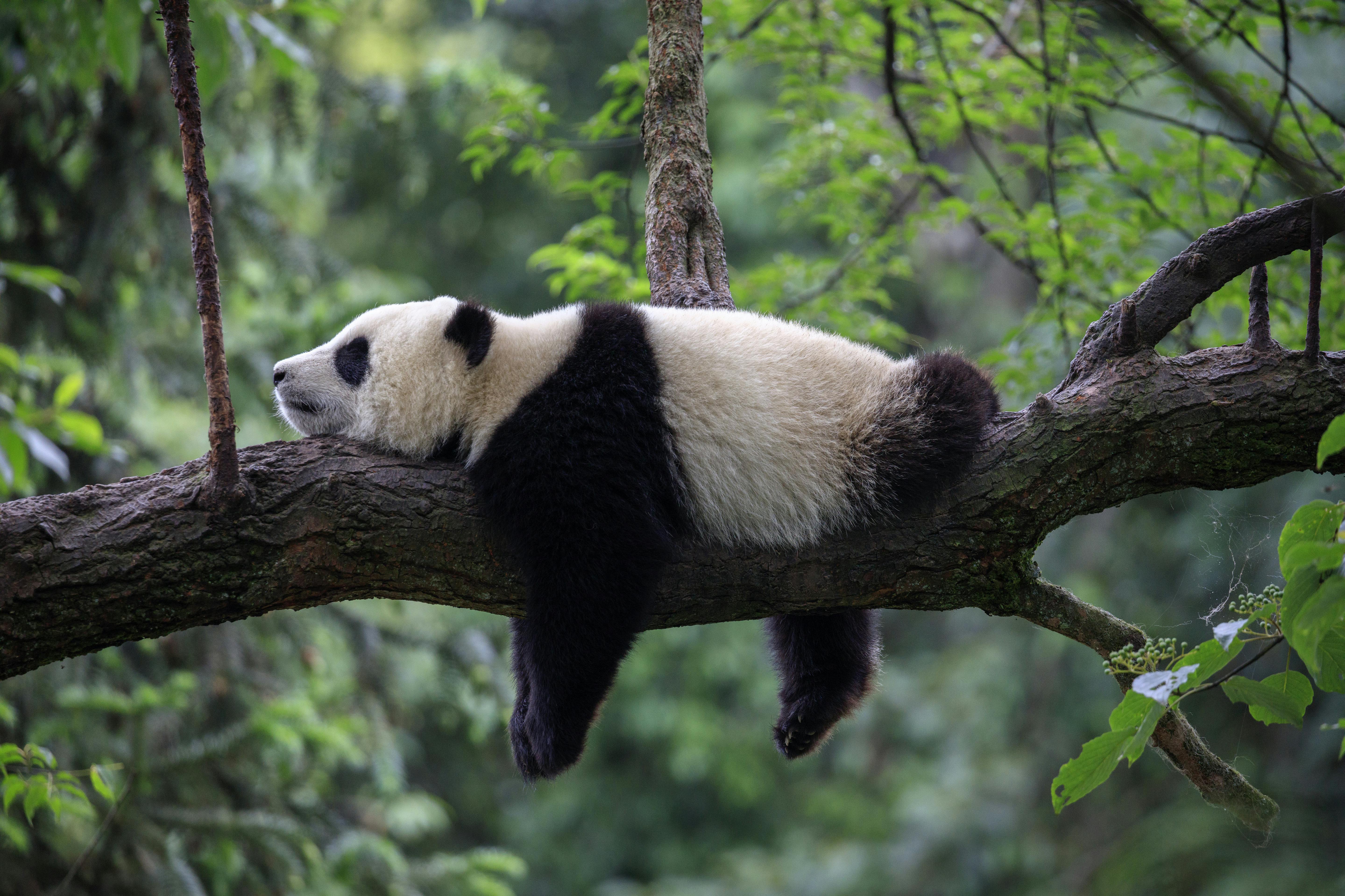 Træt panda