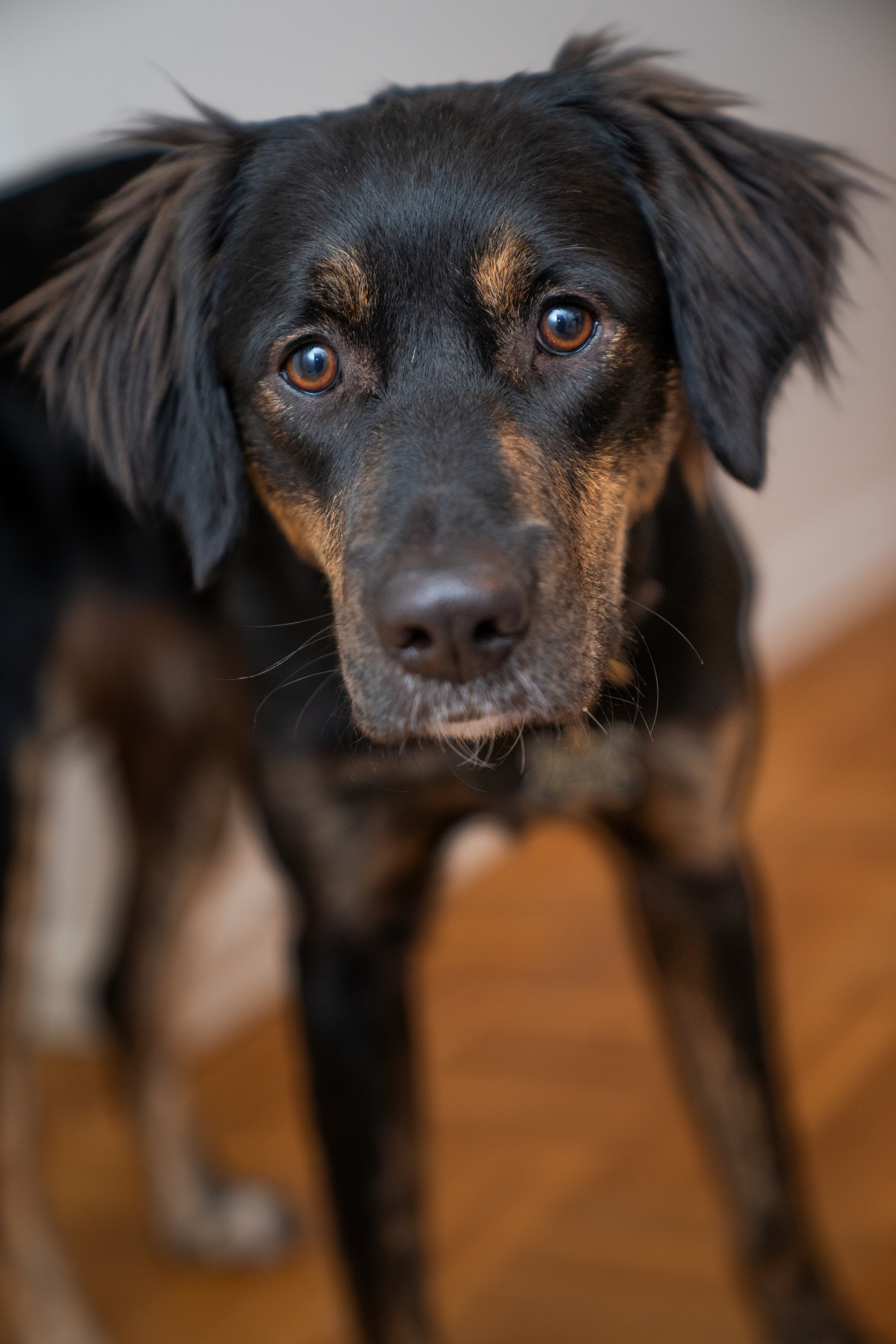 Pjuske fik et nyt hjem og et nyt navn: Nala