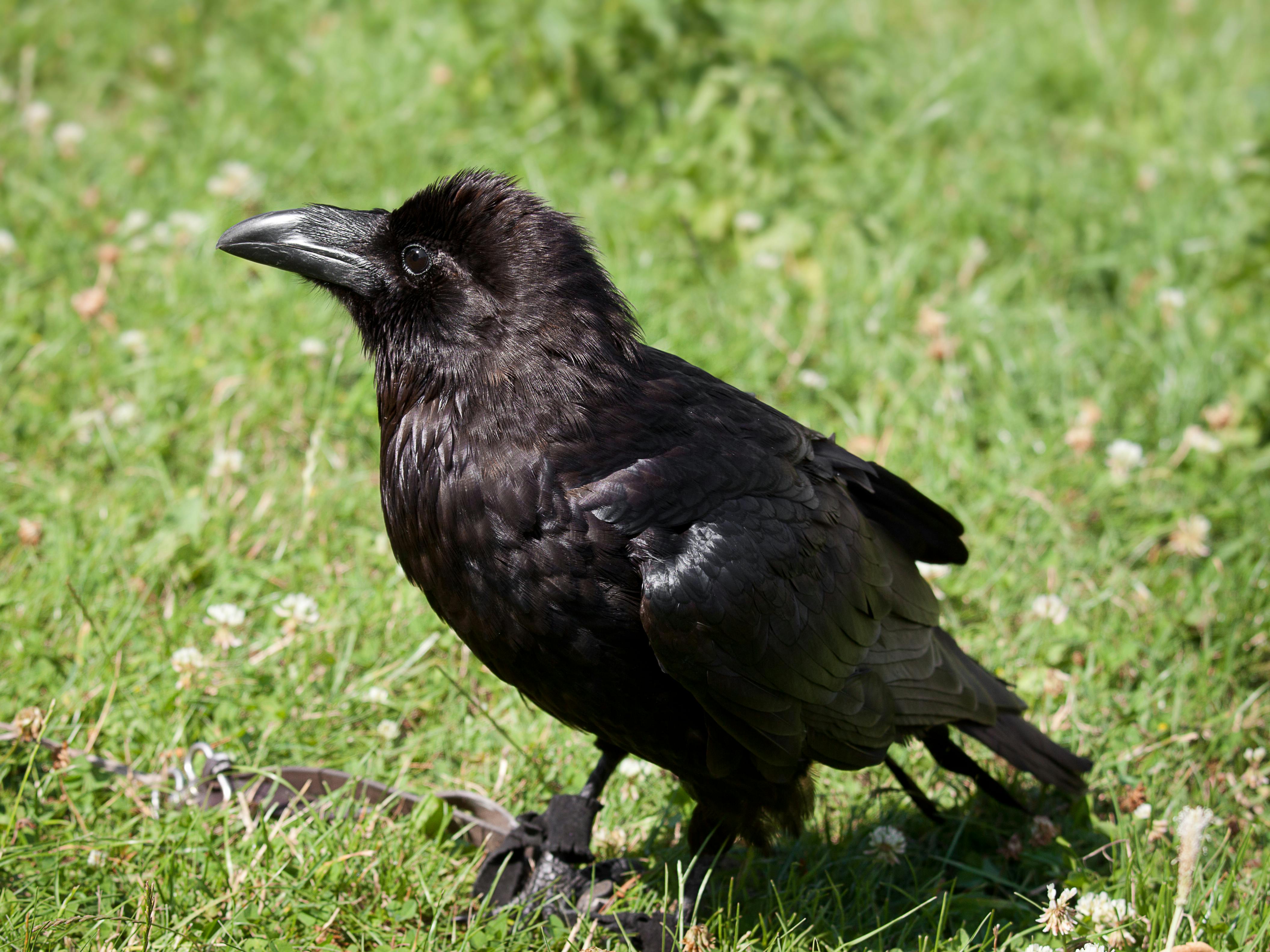 tame raven sitting on the grass