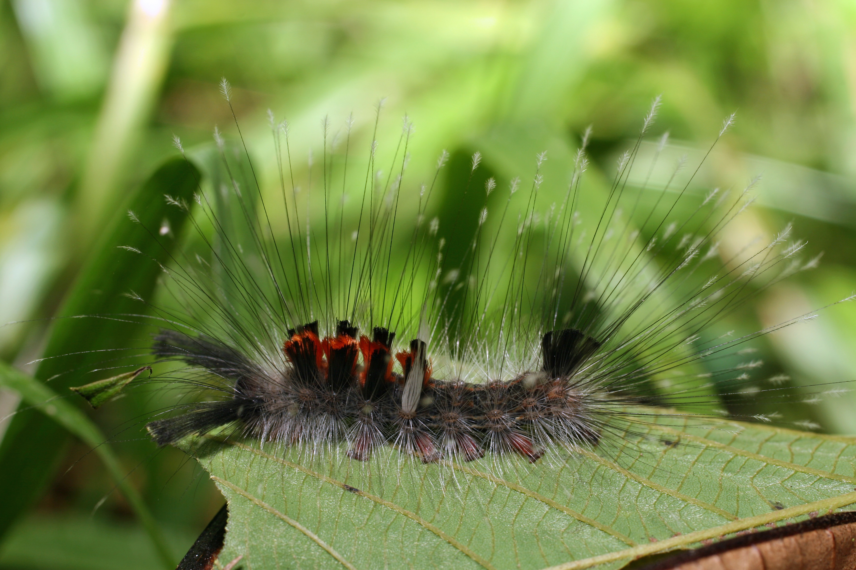 https://imgix.udeoghjemme.dk/2024-01-23/sommerfugle-eller-natsvaermerlarve-malaysia-001.jpg