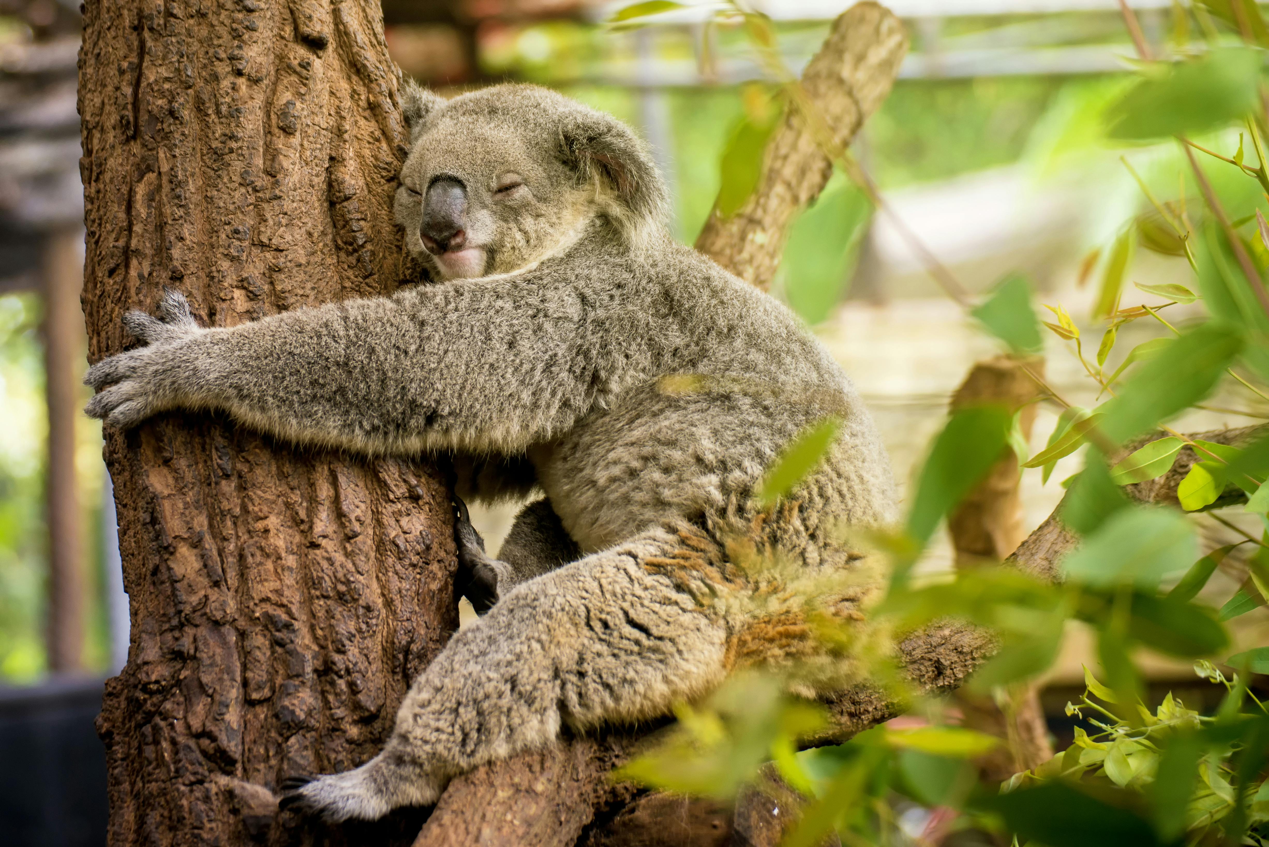Koala i træ
