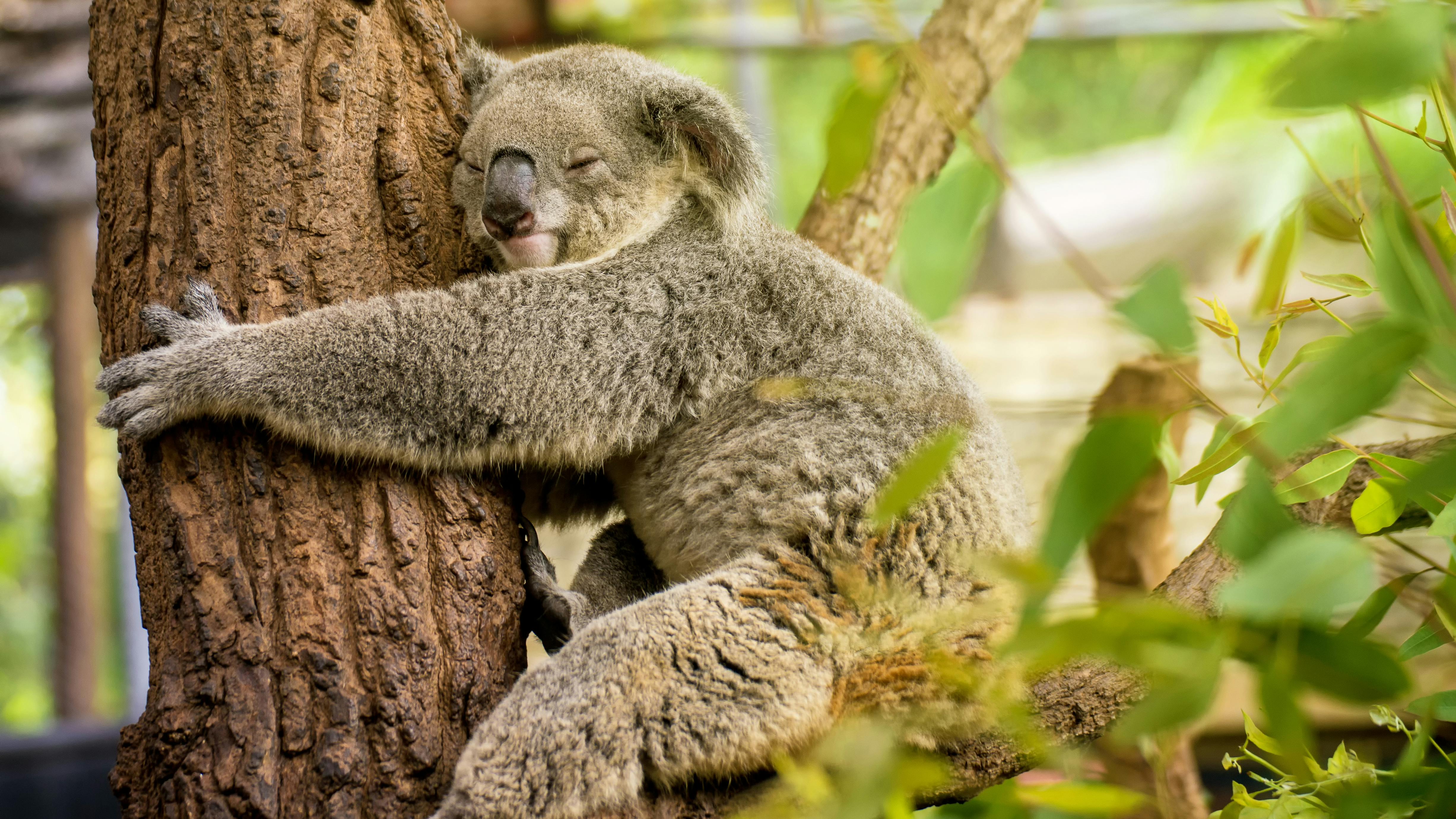 Koala i træ