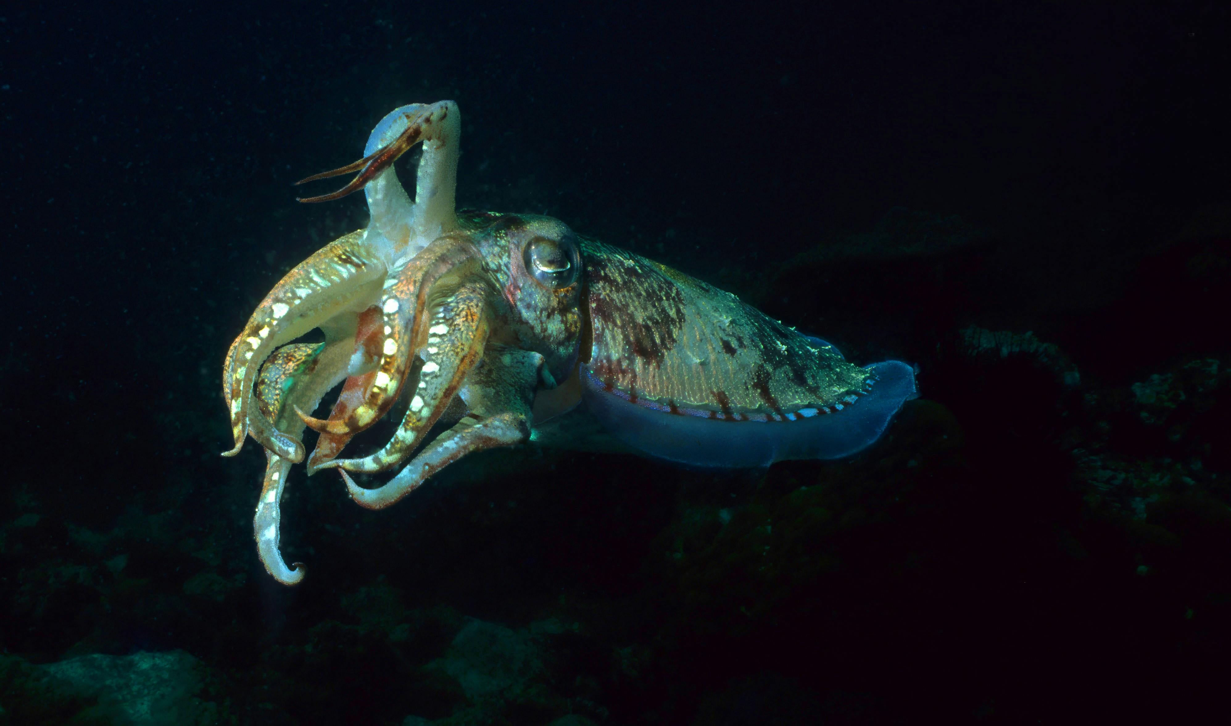 En tiarmet blæksprutte i gang med at skifte farve. Ved hjælp af specielle pigmentceller i blæksprutten kan den lynhurtigt ændre udseende, så den enten bliver næsten usynlig for sine fjender eller kan signalere til andre blæksprutter.