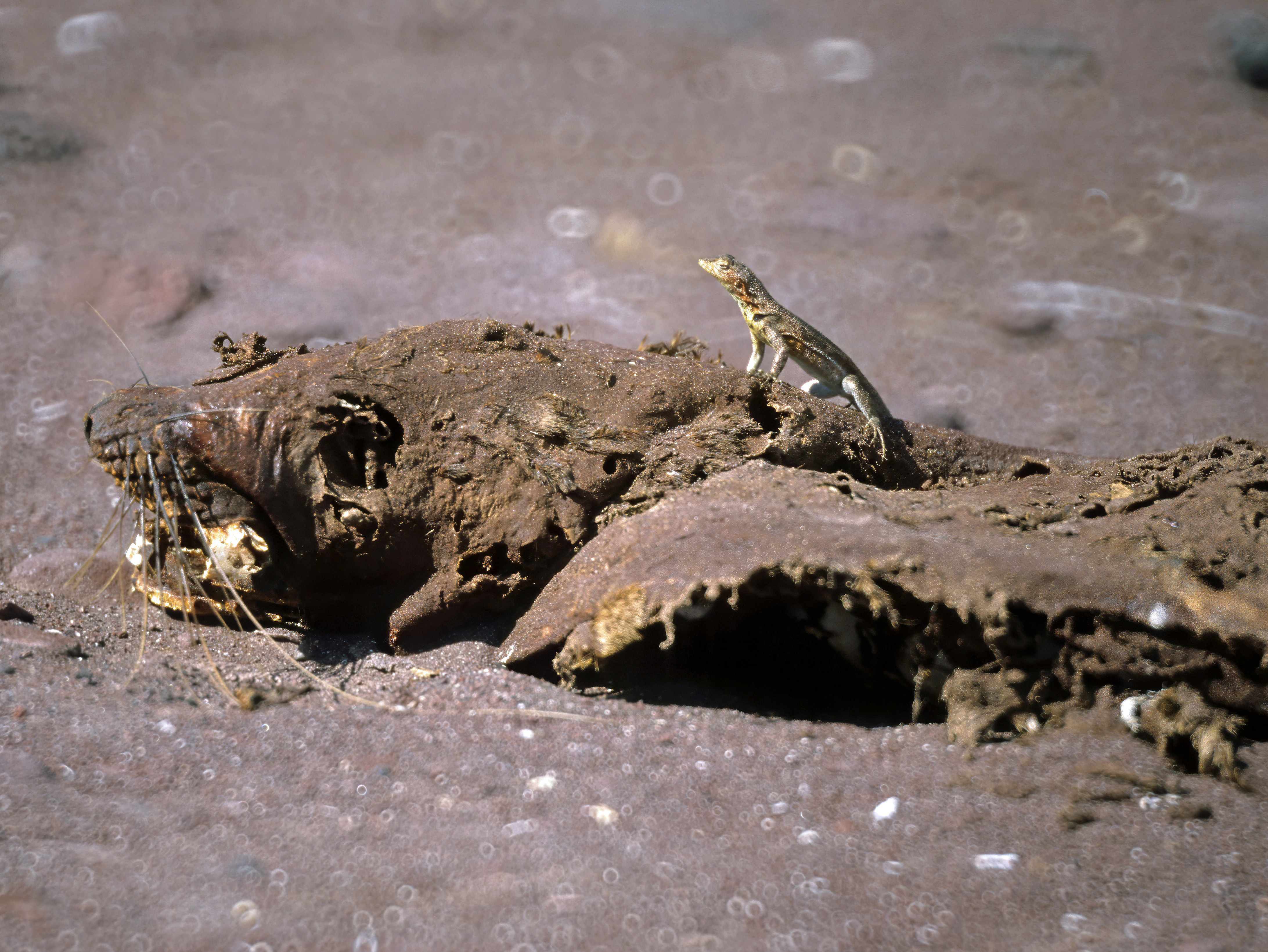 Lavafirben på død søløve