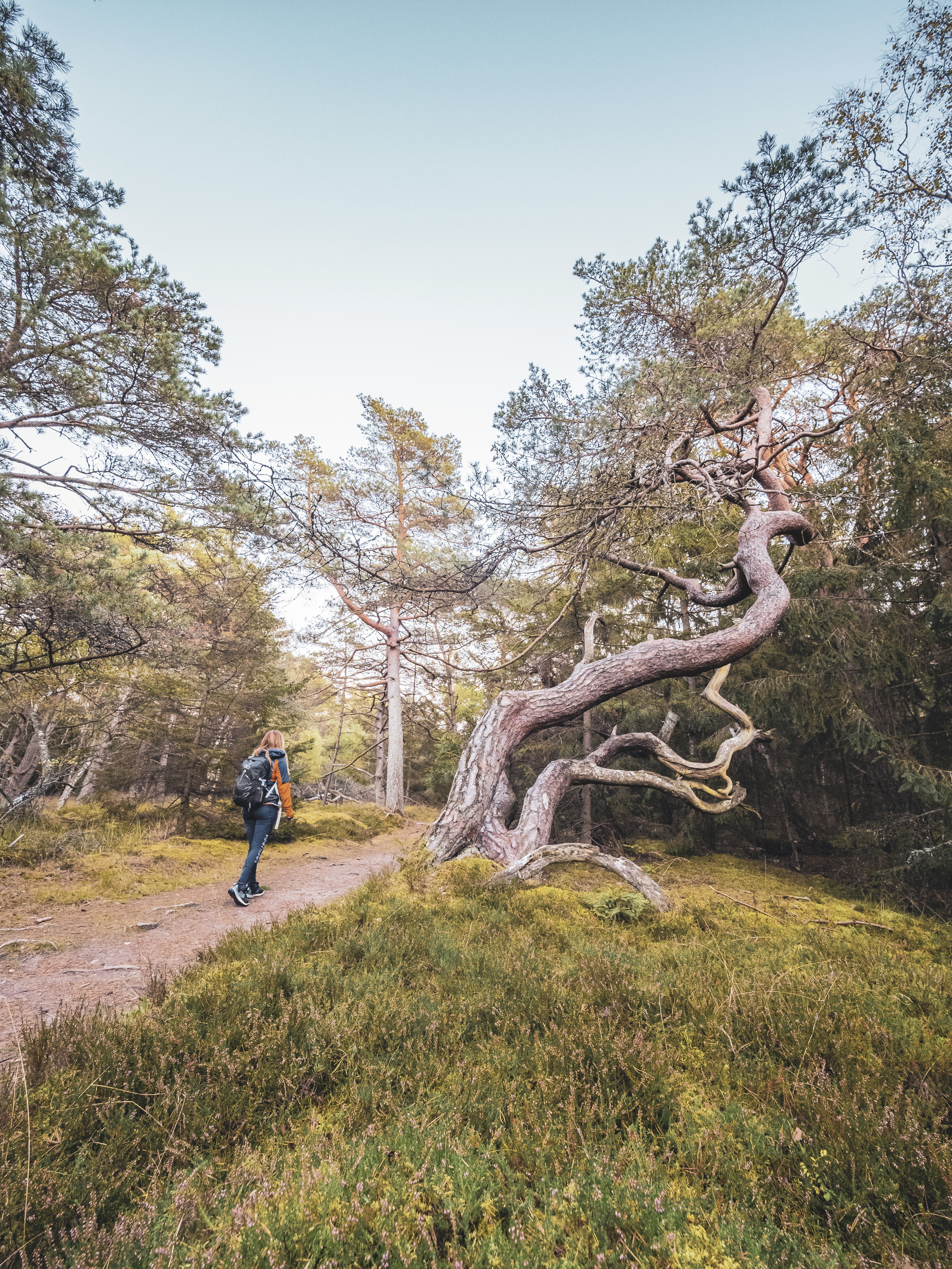 Vandrer på Tisvildevejen gennem Tisvilde Hegn