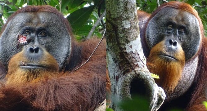 Orangutang behandler sig selv.