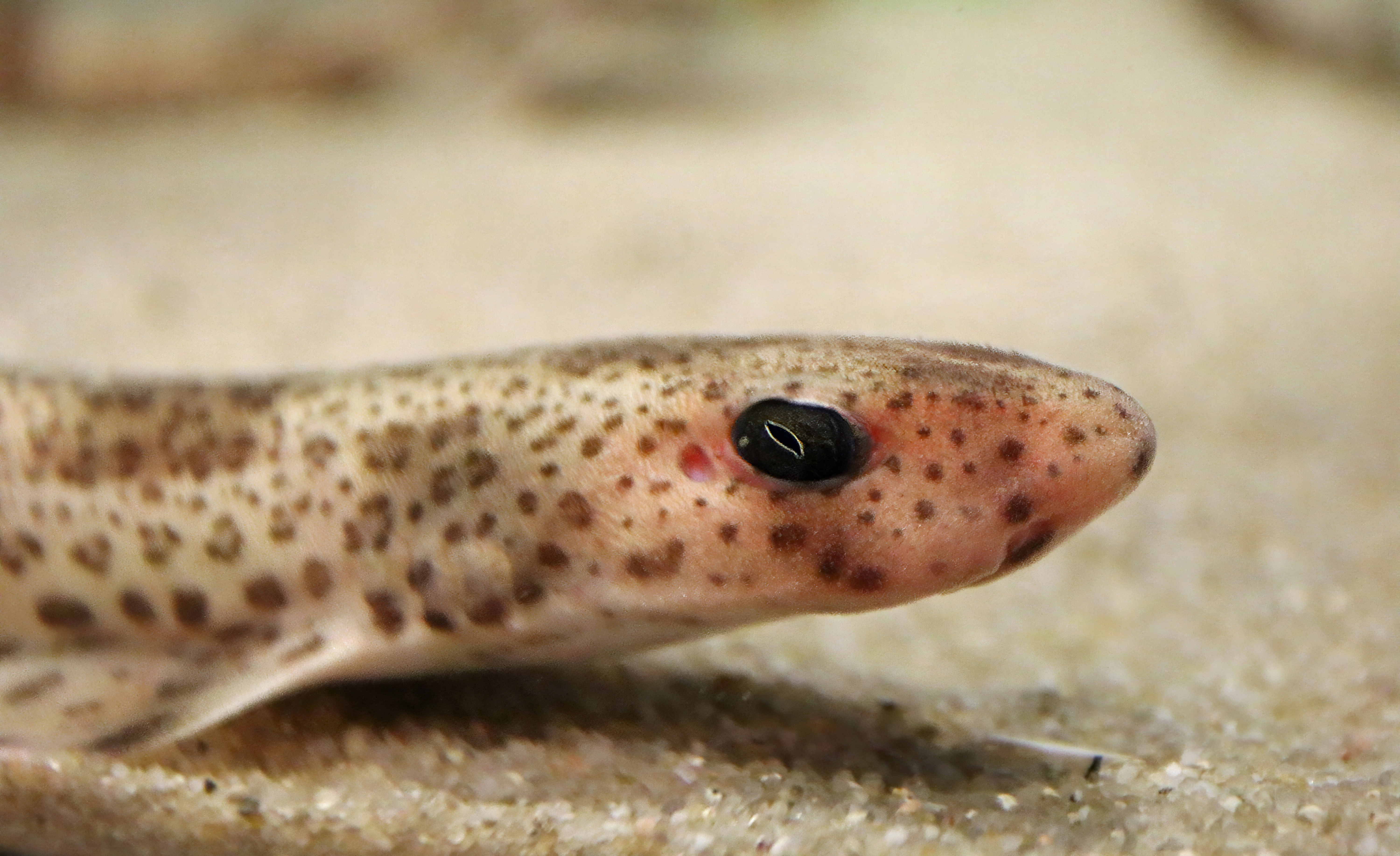 Den småplettede rødhaj er blot en af de hajer, vi har i danske farvande.