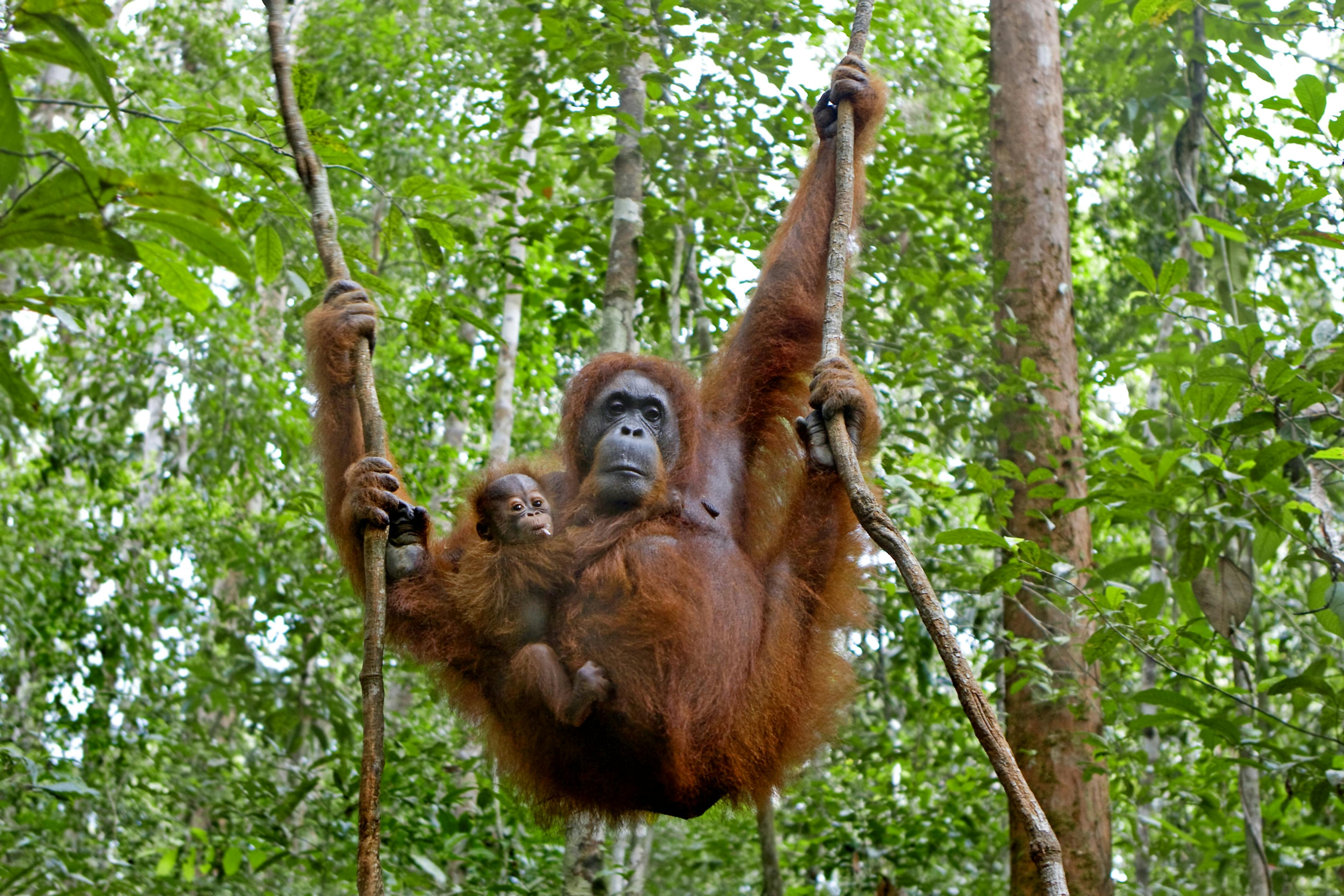 Orangutang med unge