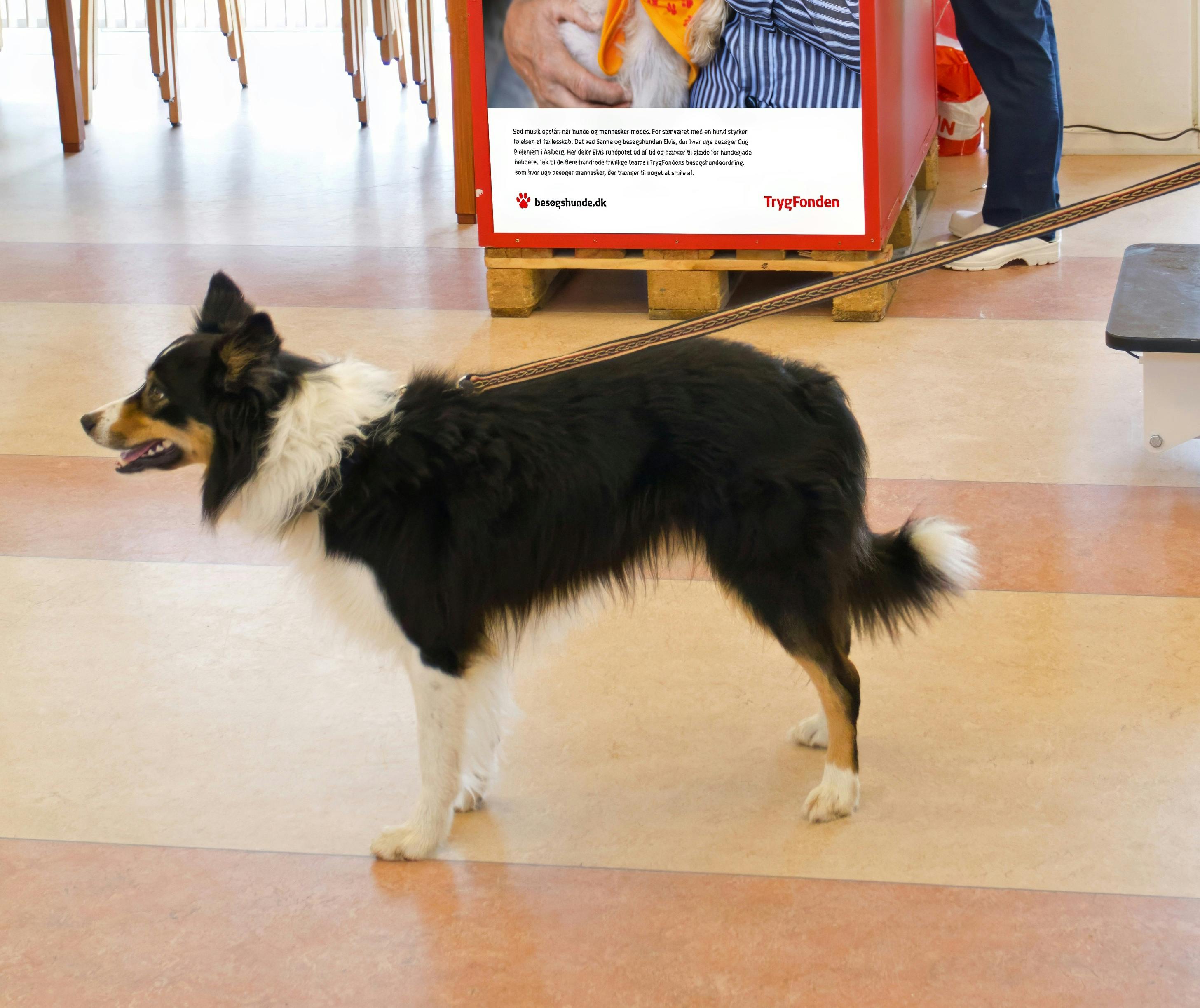 Border Collie