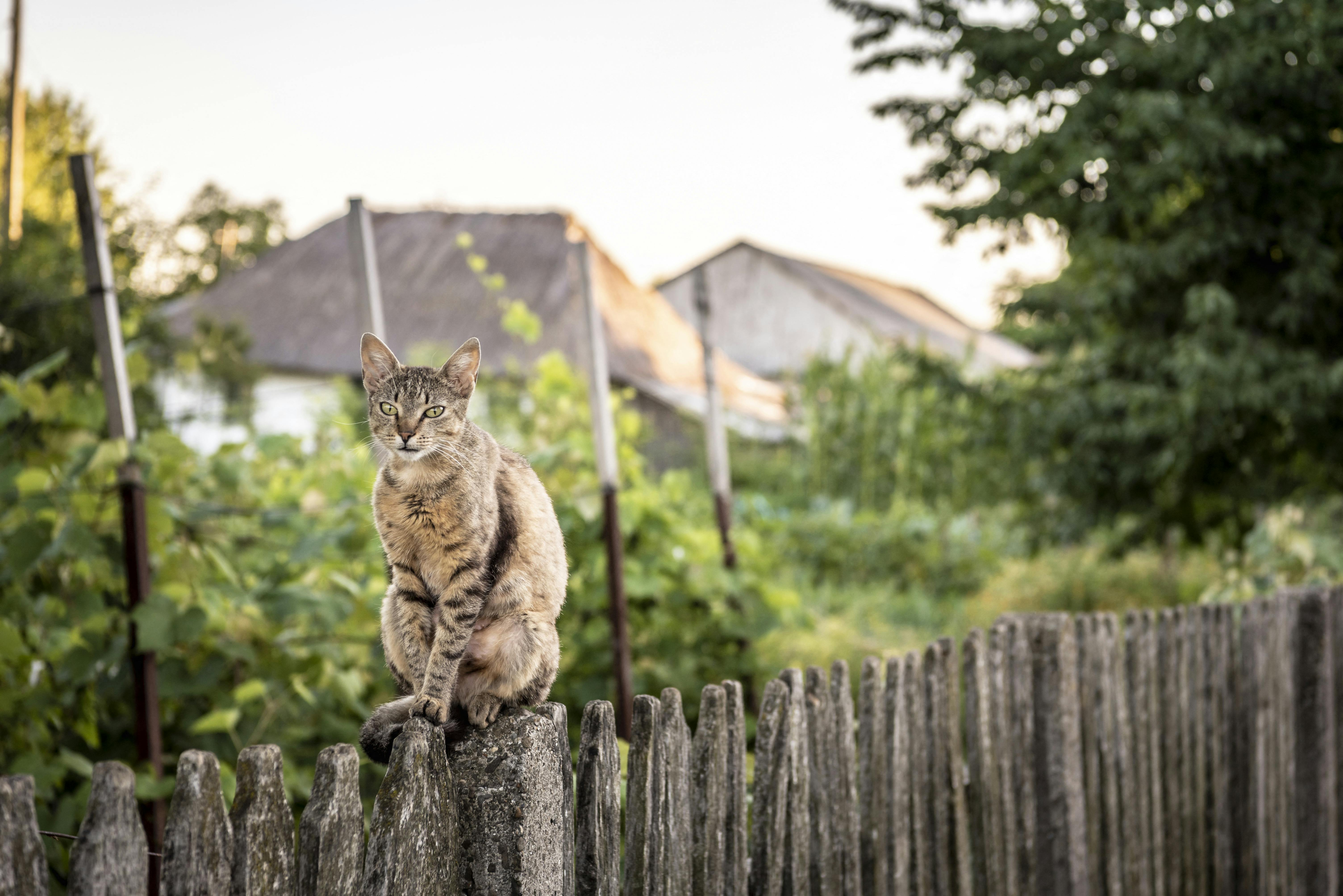 Kat på hegn