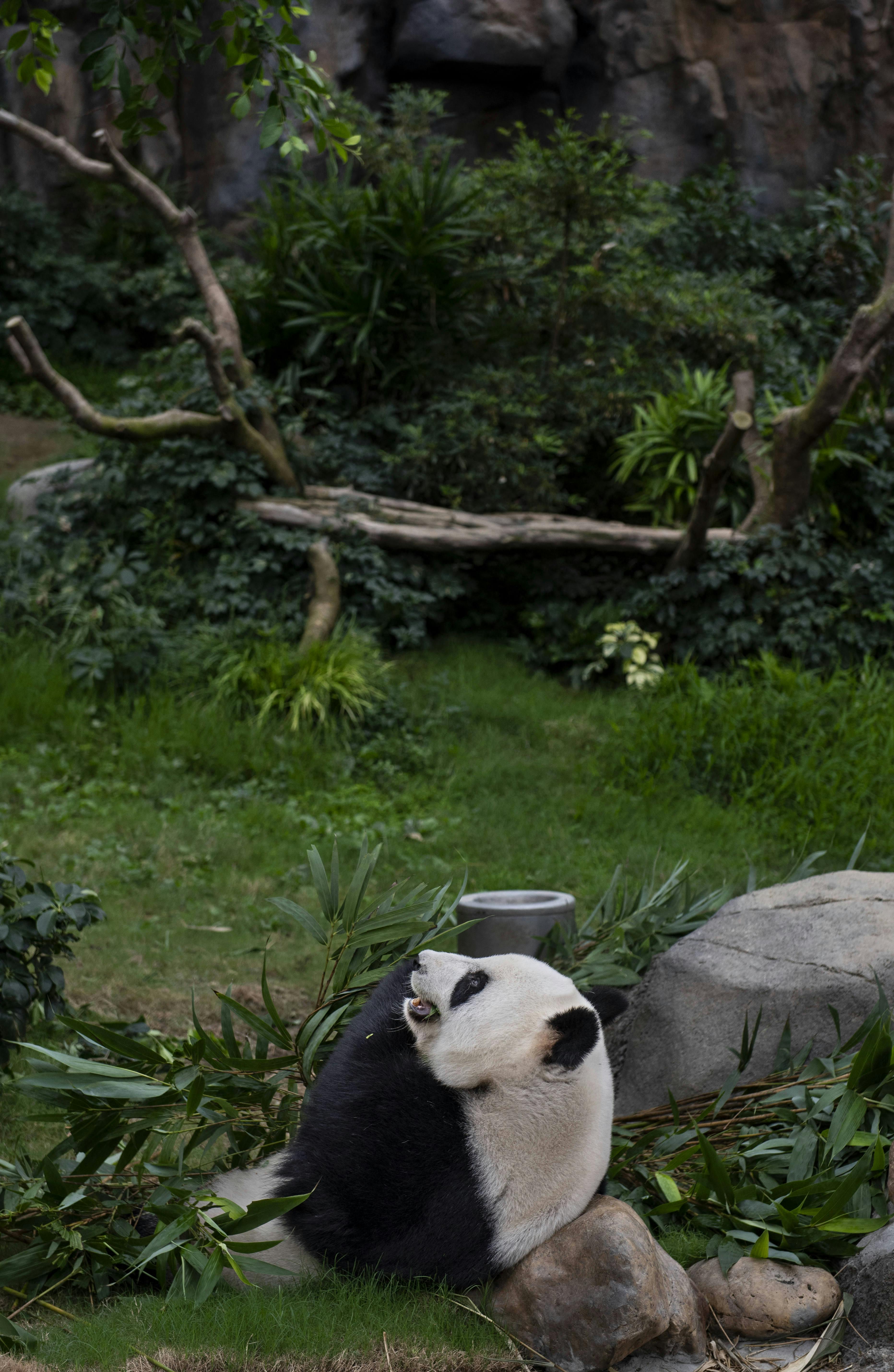 Hong Kong's Ocean Park og pandaen Ying Ying