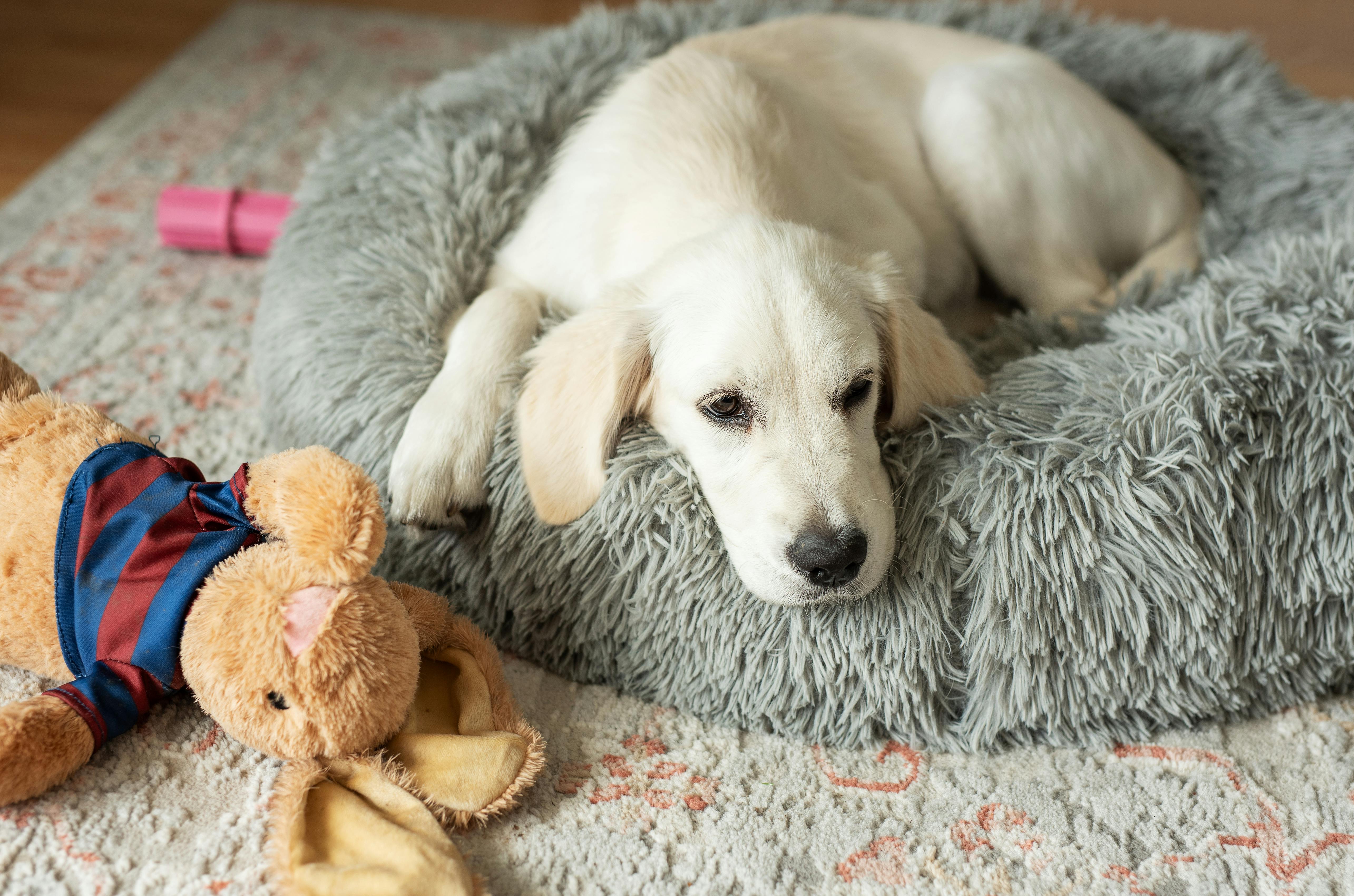 Golden Retriever hvalp