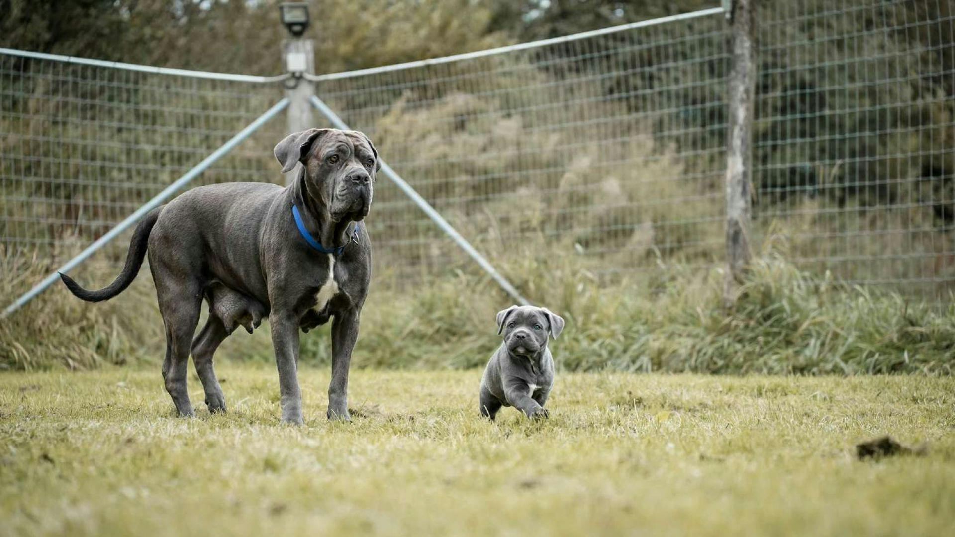 Hundene Tanja og Trine