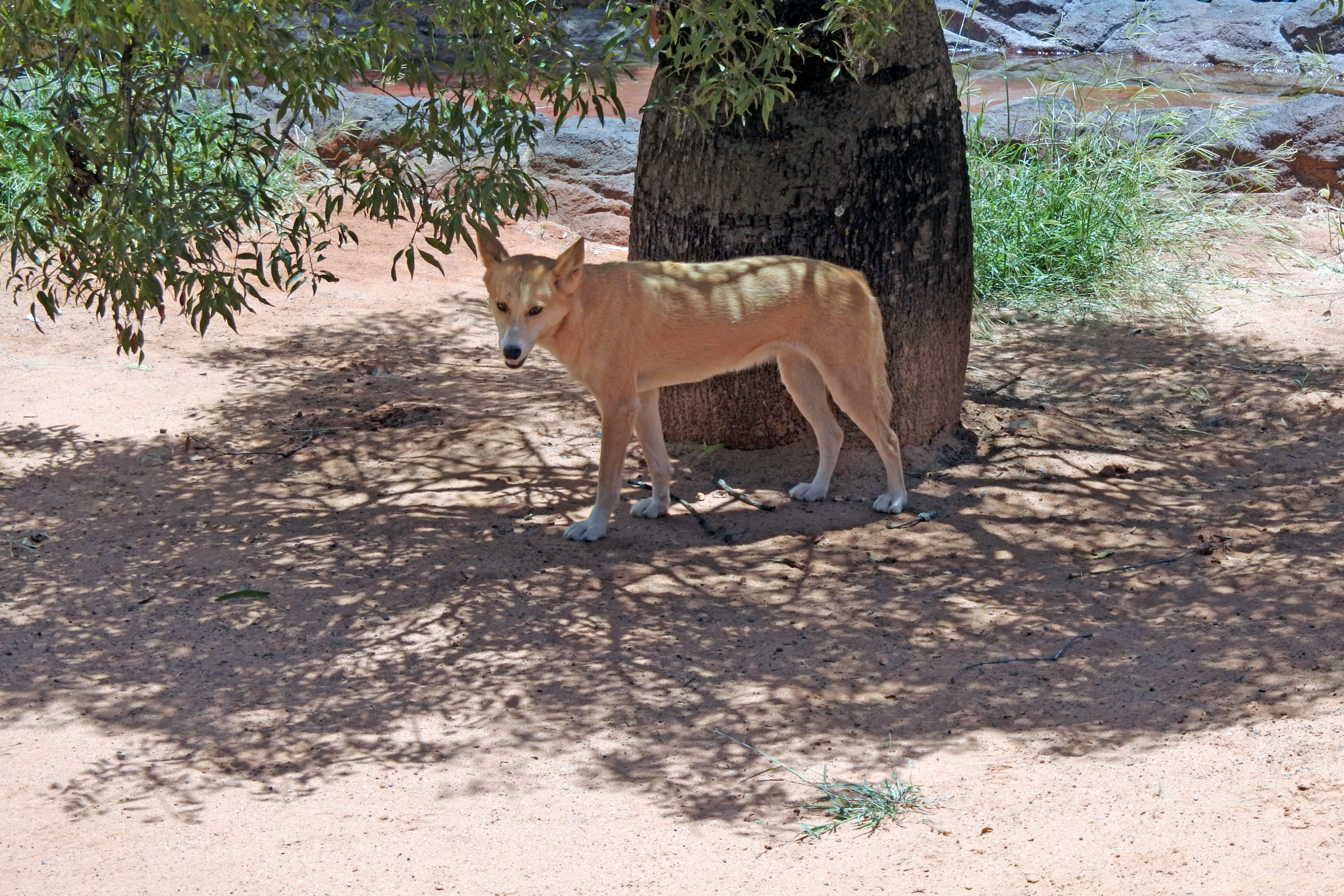 Dingo