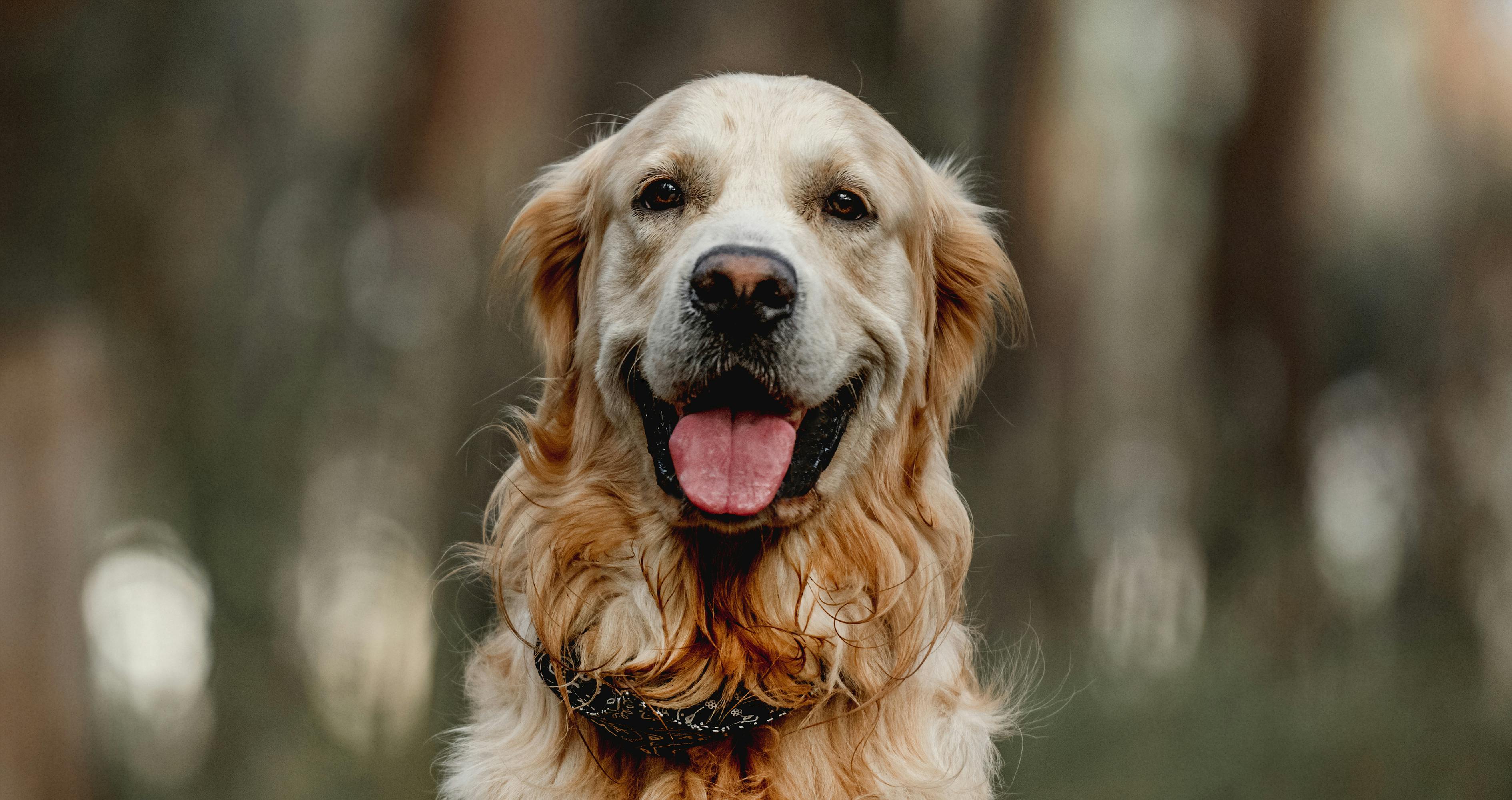 Golden retriever dog looking at camera with mouth opened. Cute purebred doggy pet labrador at nature with daylight portrait