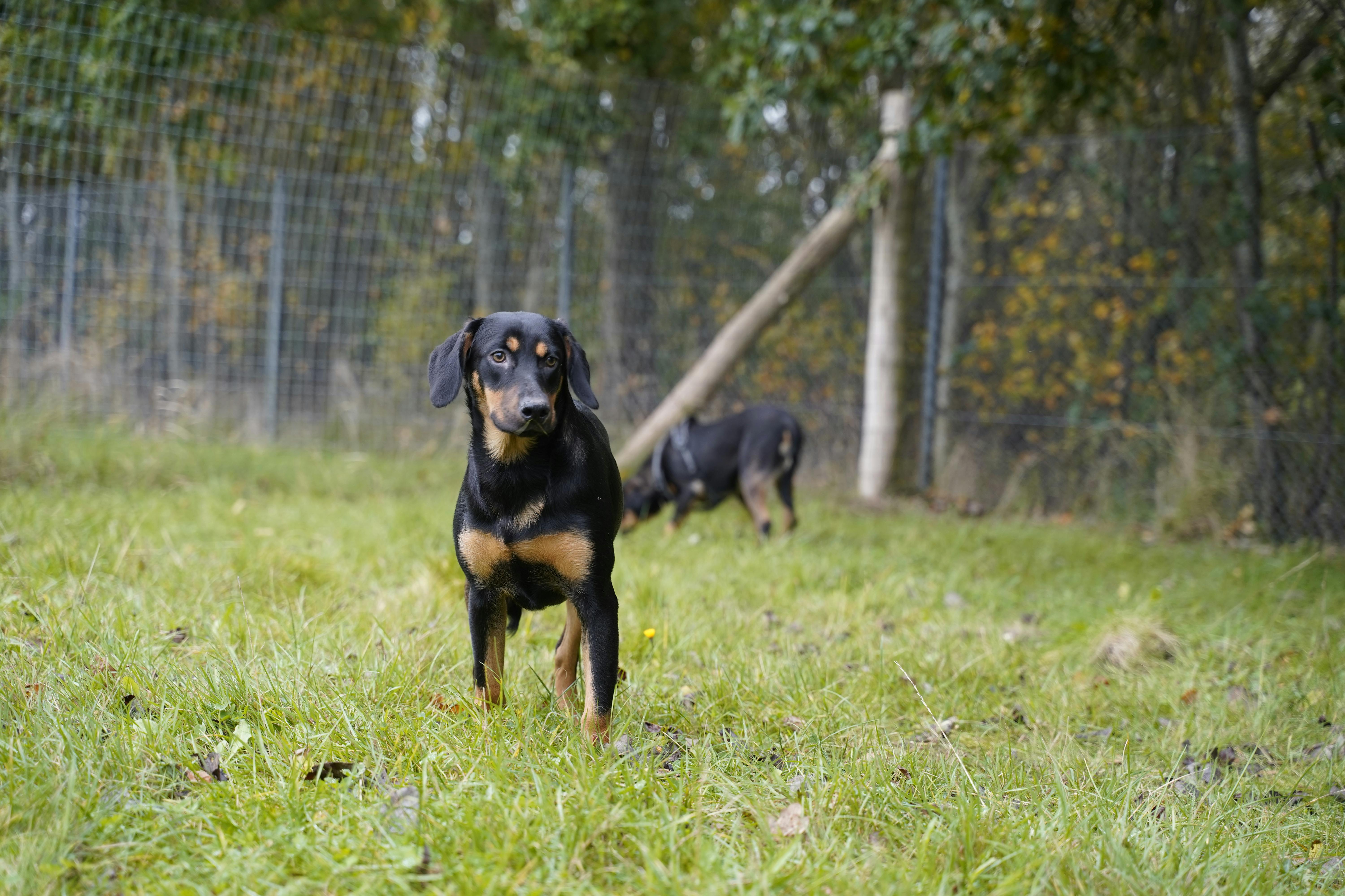 15 hunde overdraget til internat i Roskilde