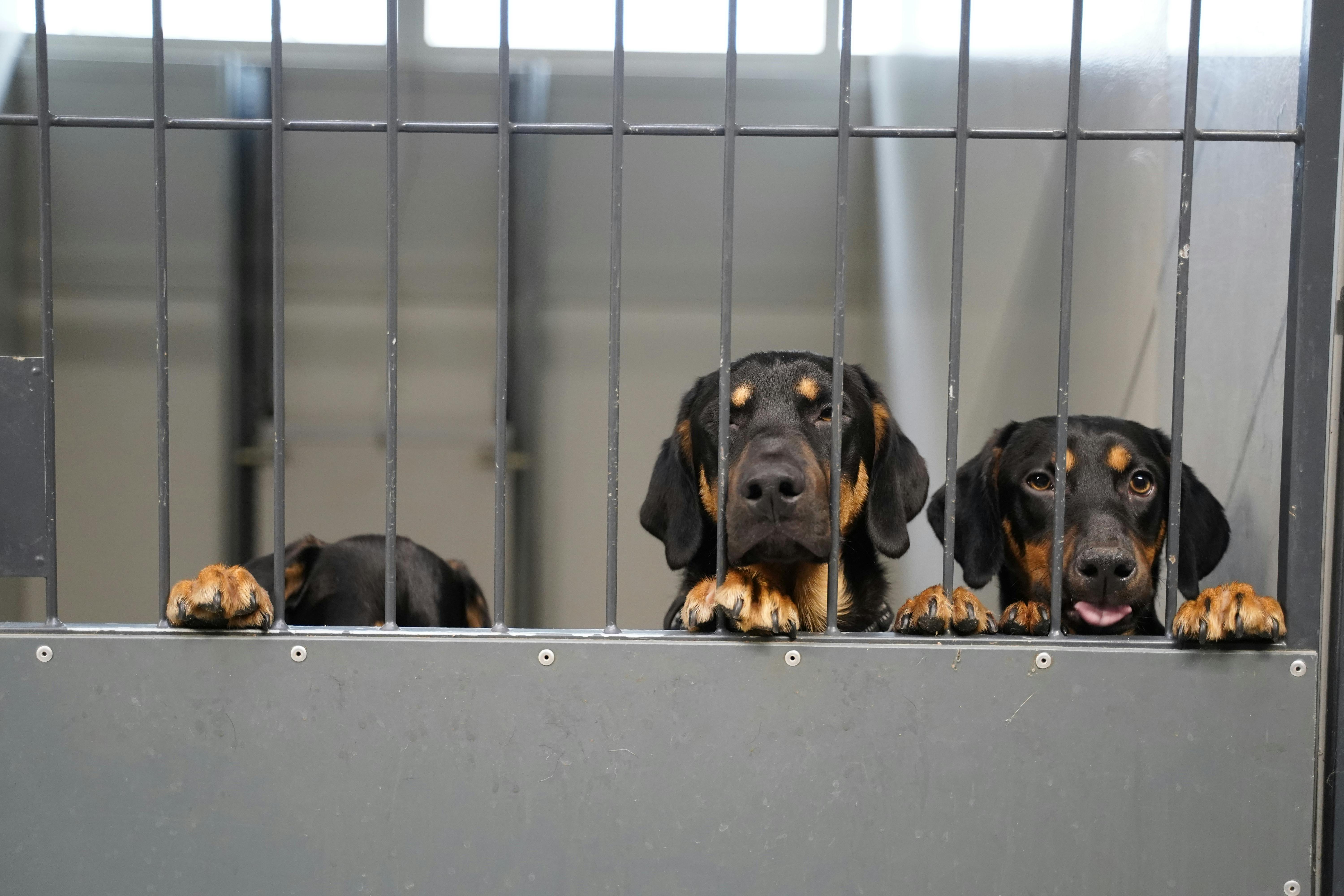 15 hunde overdraget til internat i Roskilde