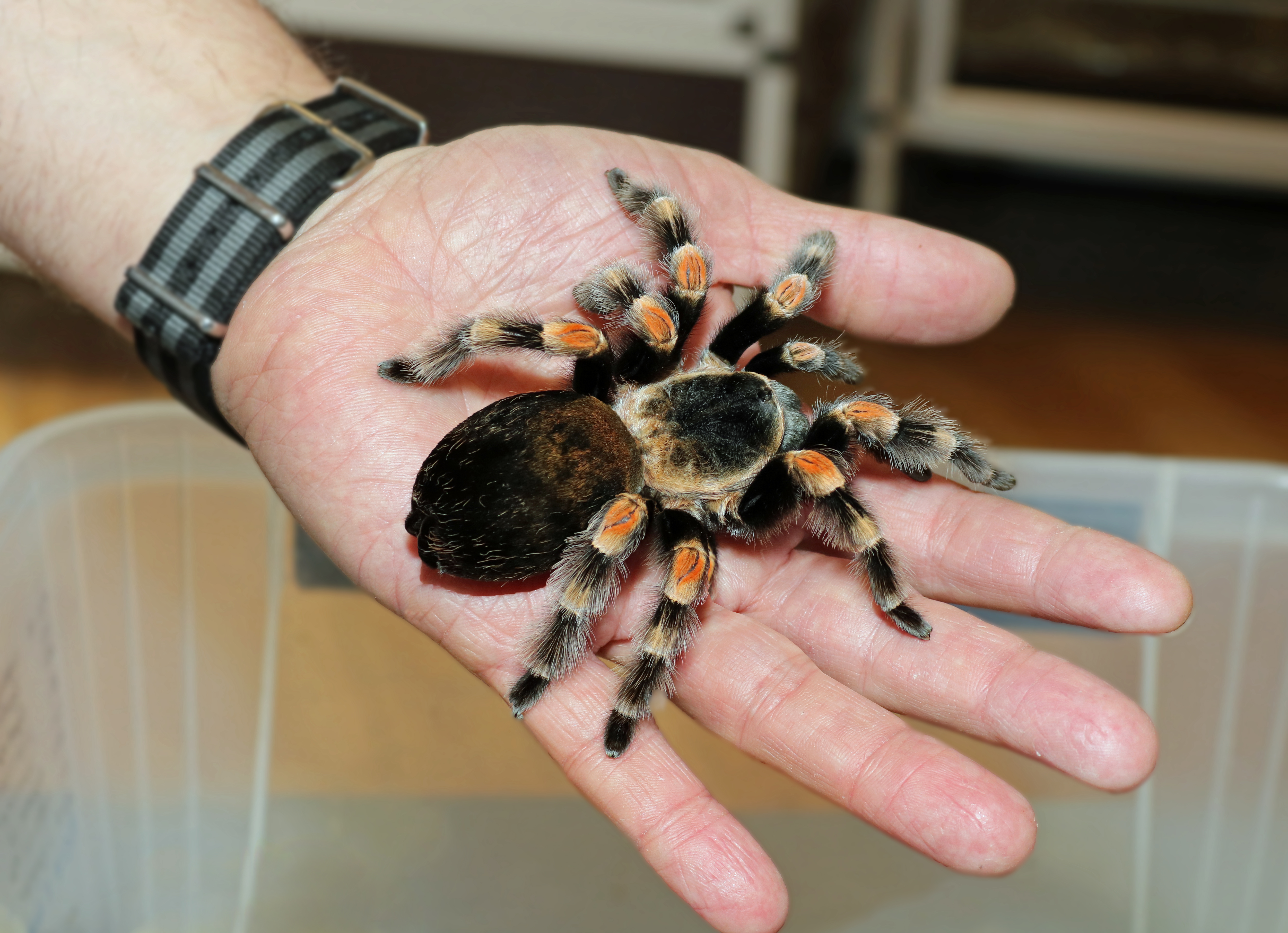 Den rødknæede fugleedderkop er ”nem” at håndtere, og bruges af og til i behandlingsforløb mod araknofobi. 