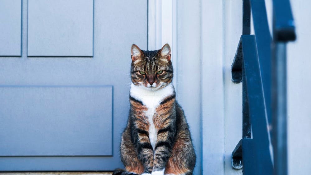 Stribet kat sidder og venter på dørtrin foran hoveddør