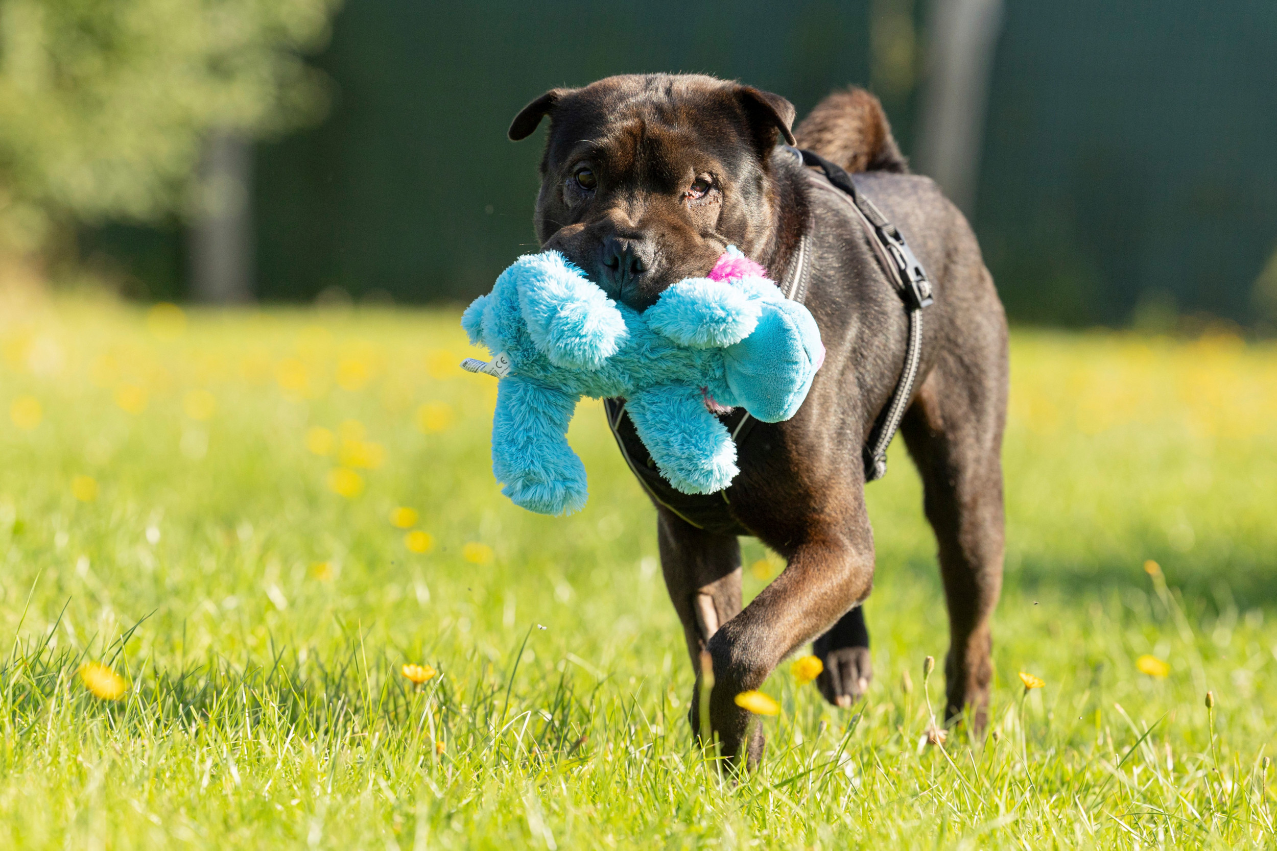 Efter at have oplevet utallige skift og svigt i sit 2-årige liv er Max nu klar til at flytte ind hos en ny familie – og det hjem, der forhåbentlig bliver hans blivende. 