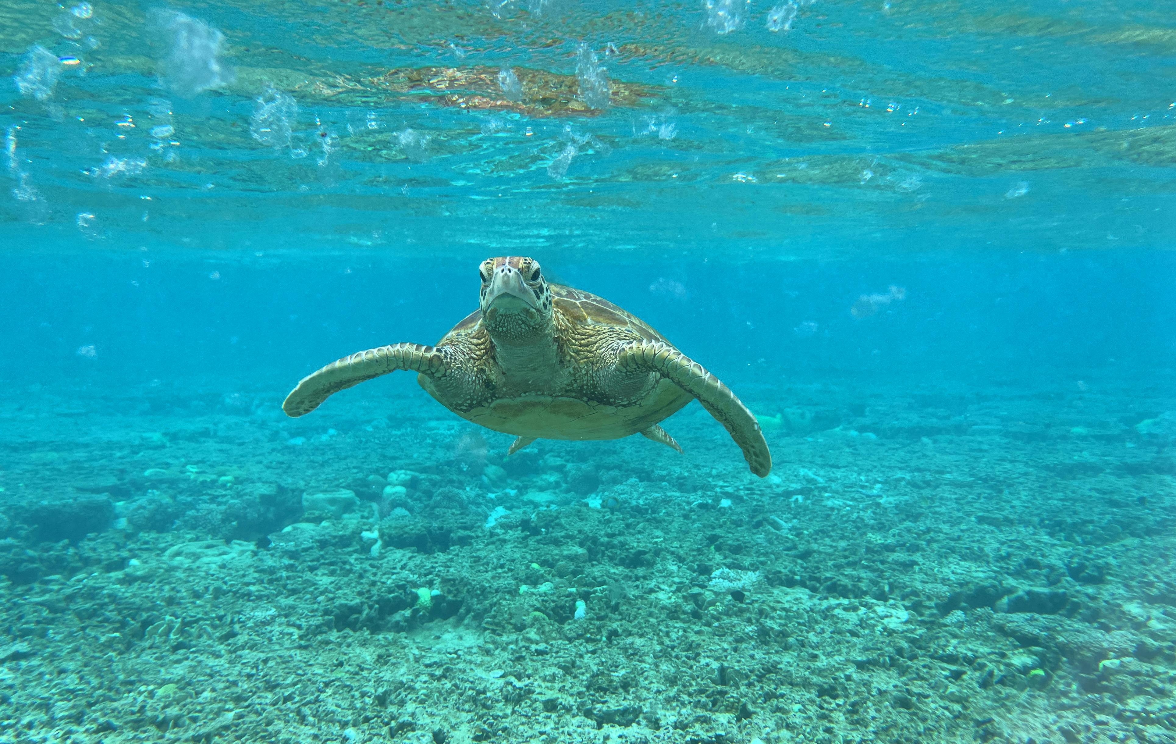 Havskildpadde