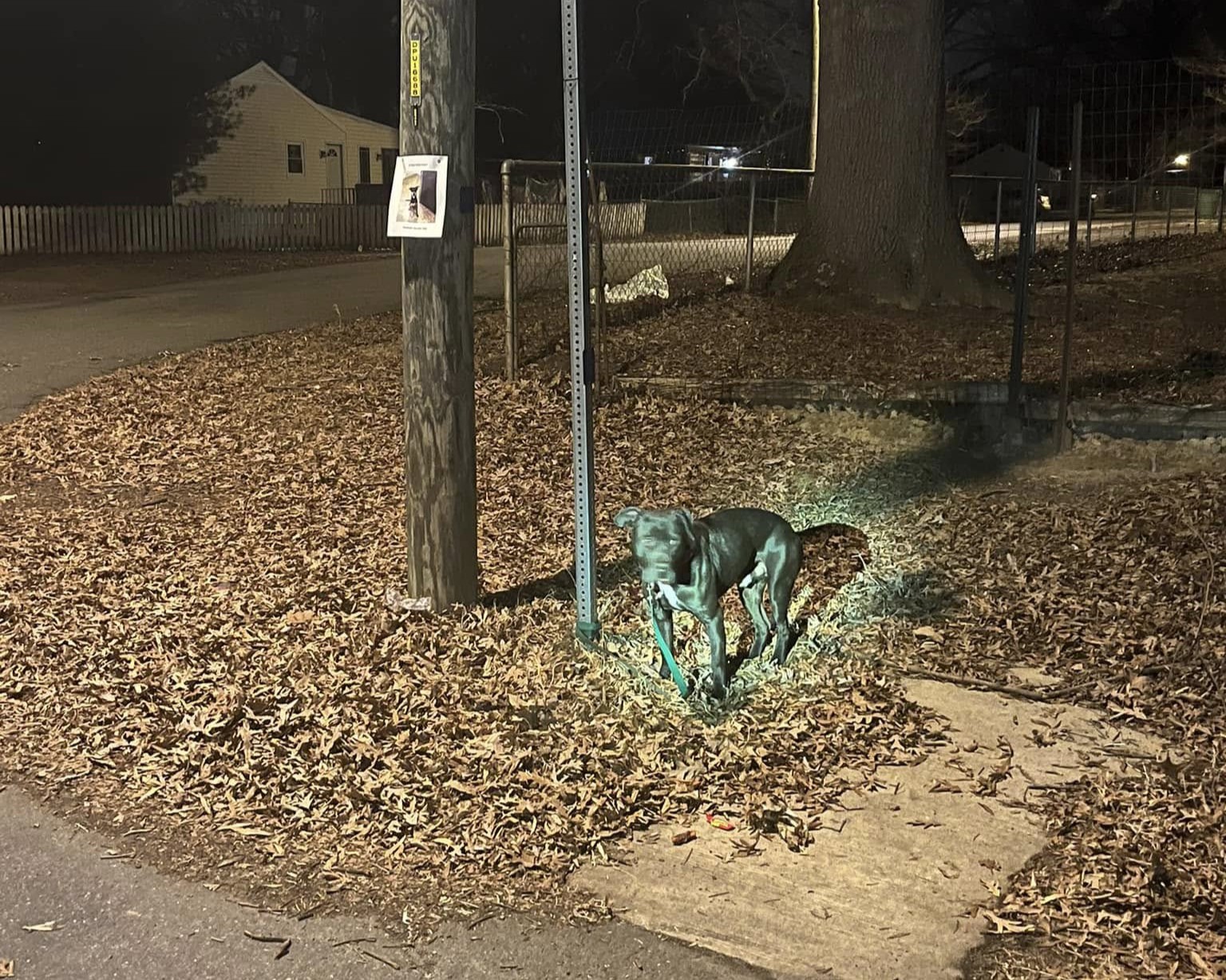 Hund fundet alene i kulden